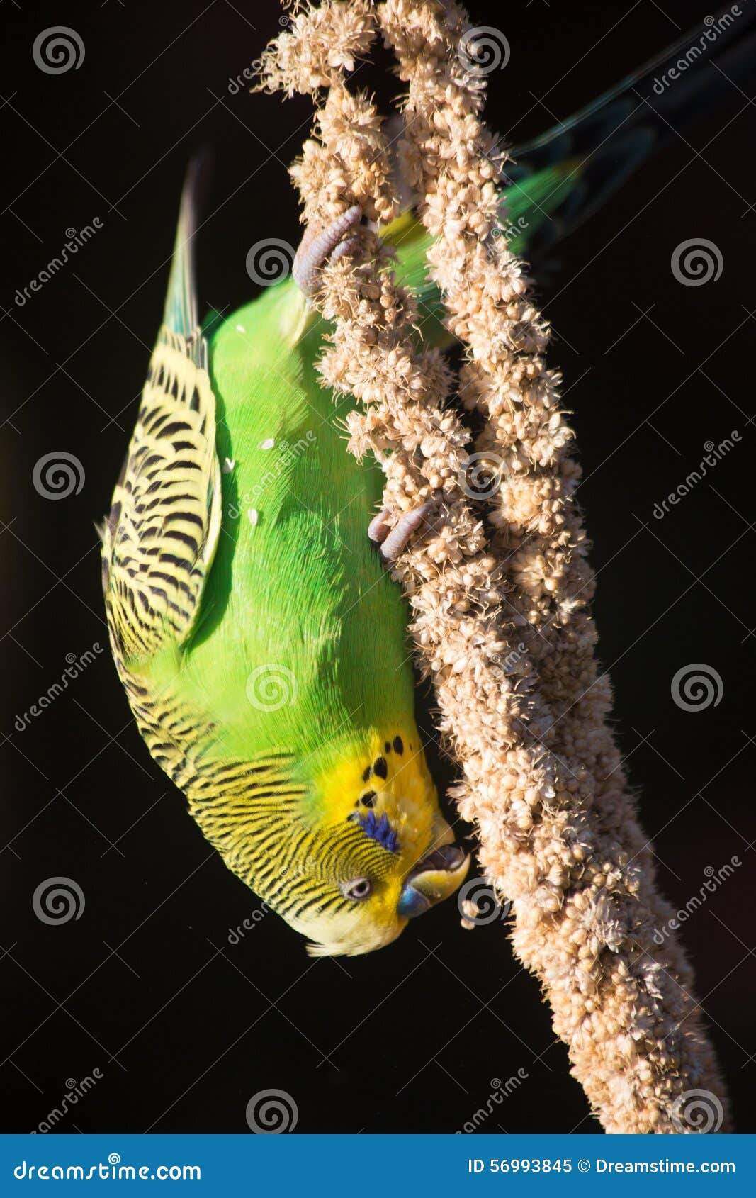 Budgie Eating Seed Hanging Upside Down Stock Image Image of budgie, millet 56993845