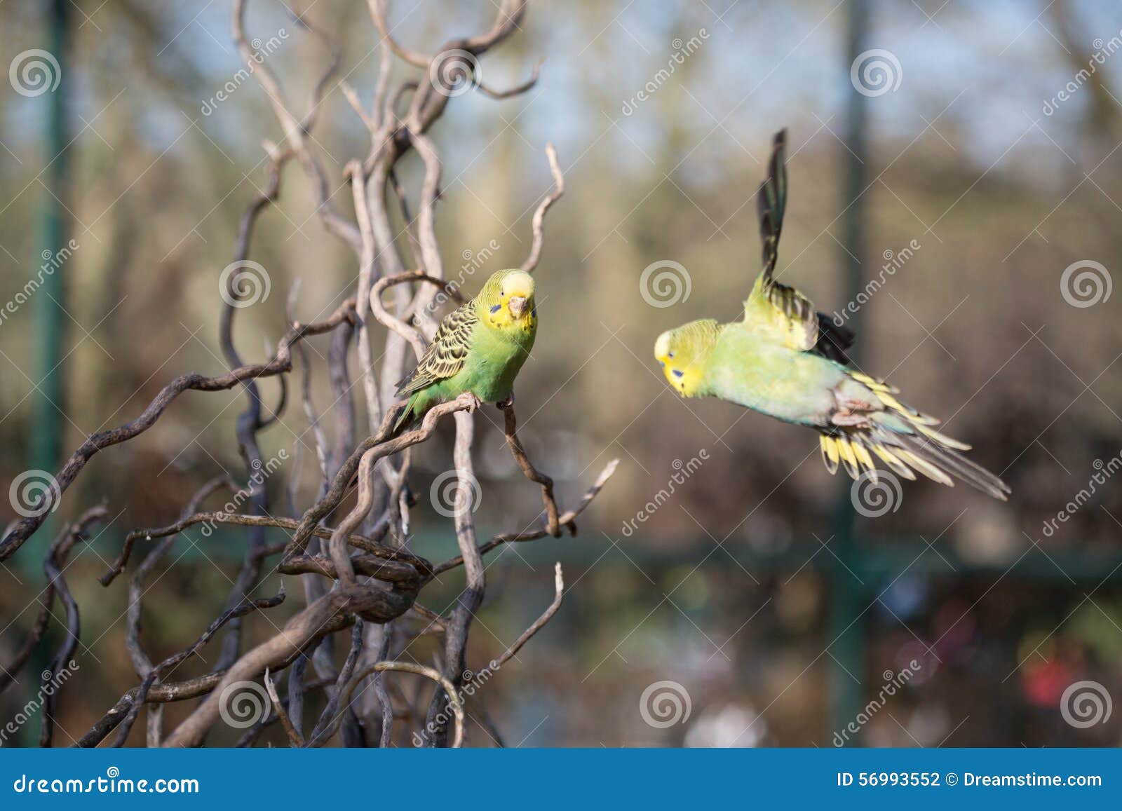 Budgie Flying with His Wings Spread Stock Photo Image of wing, parrot