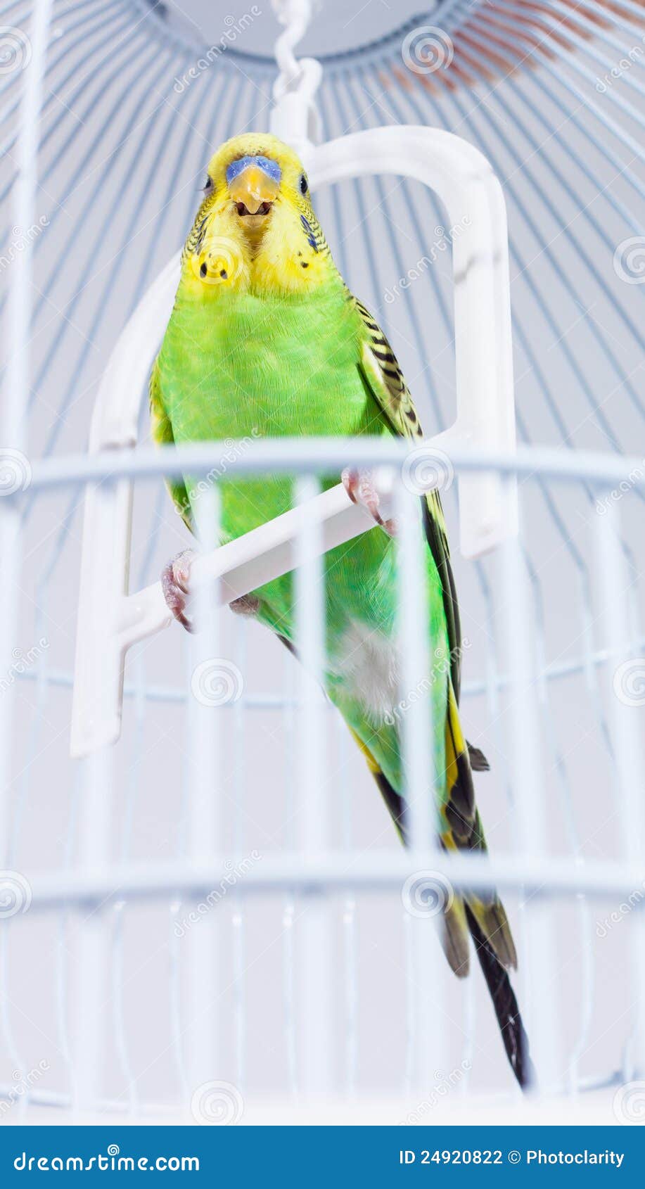 Budgie in his cage stock photo. Image of cereal, green 24920822