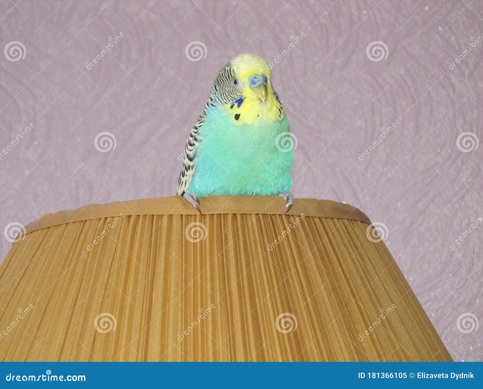 Budgie. a Little Talking Bird Stock Image Image of concept, colorful