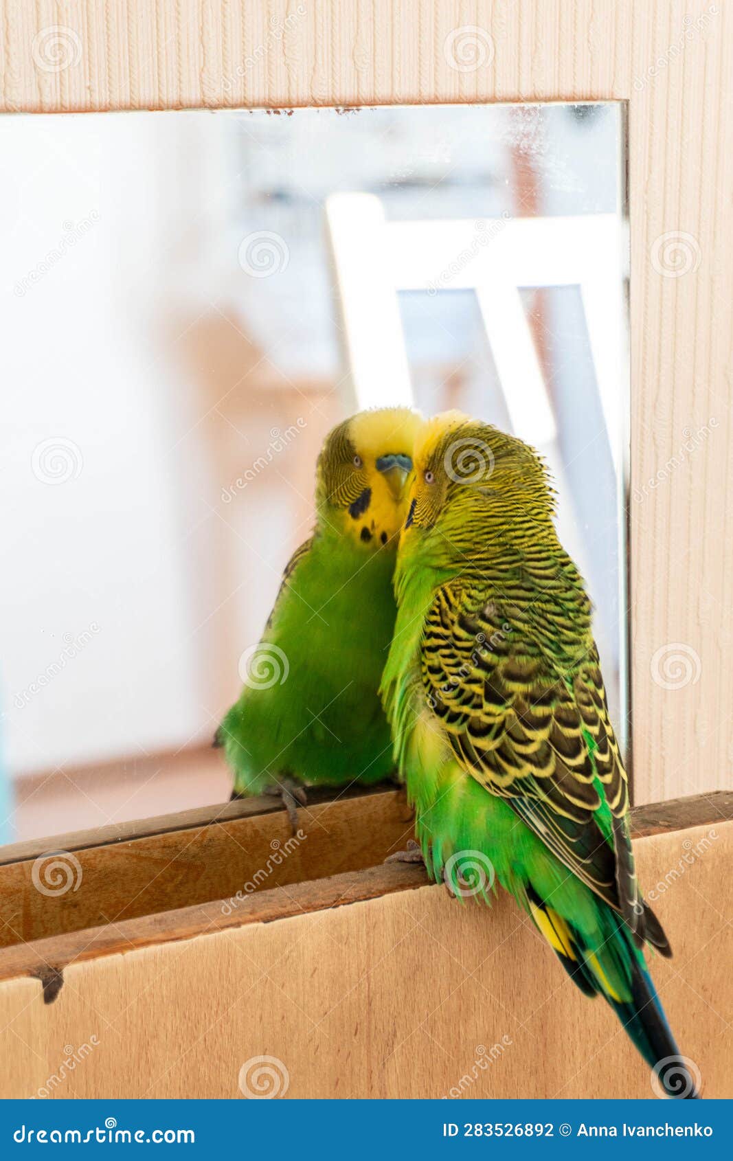 Budgie Looking at Himself in the Mirror Stock Photo Image of ruffled