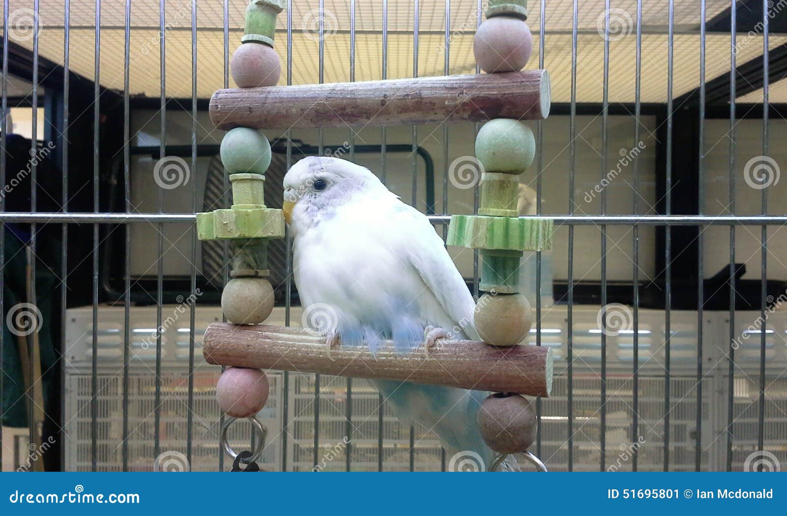 Budgie on a Swing stock image. Image of bird, store, swing 51695801
