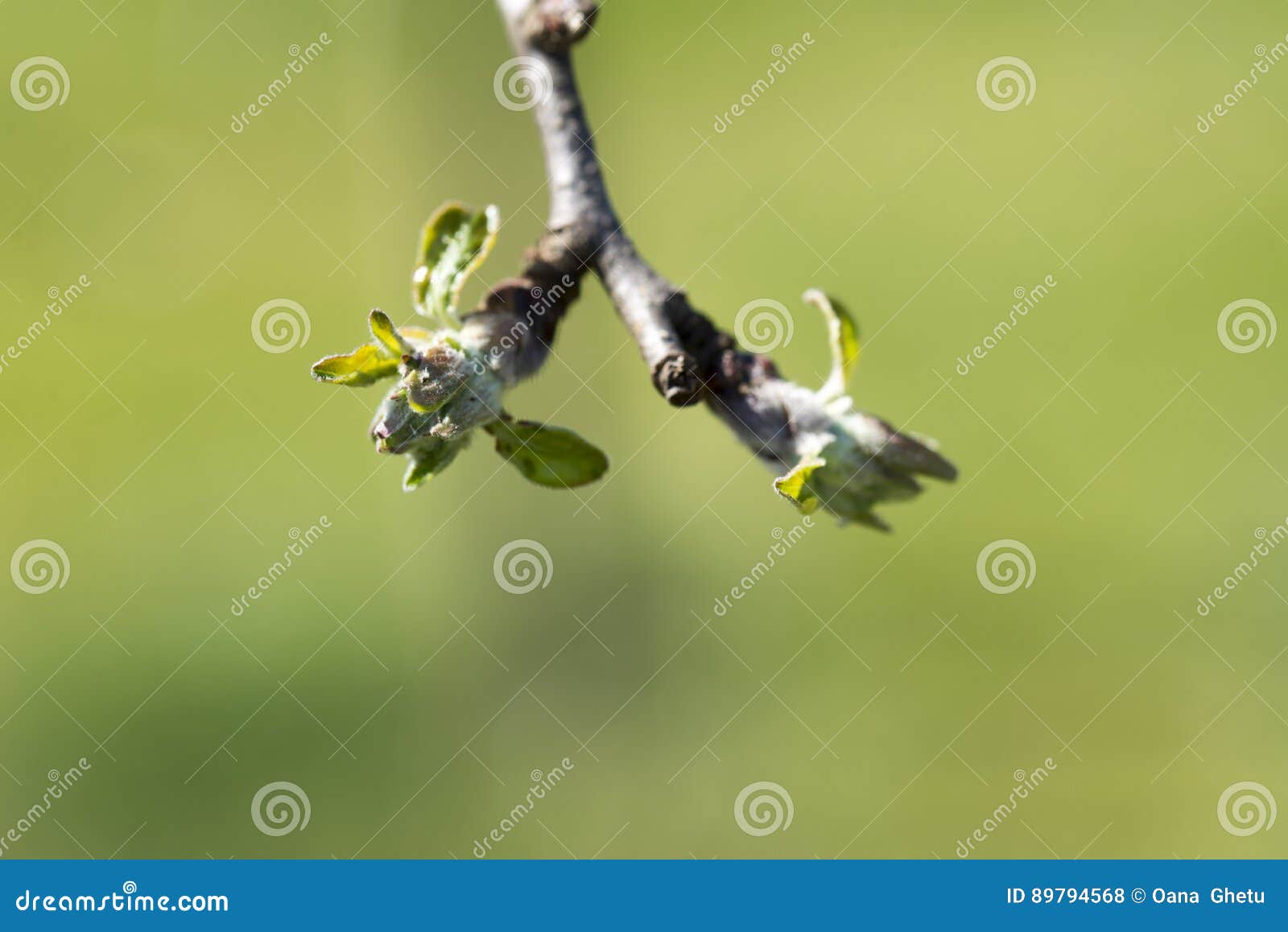 Buds on an Apple Tree stock photo. Image of color, detail 89794568