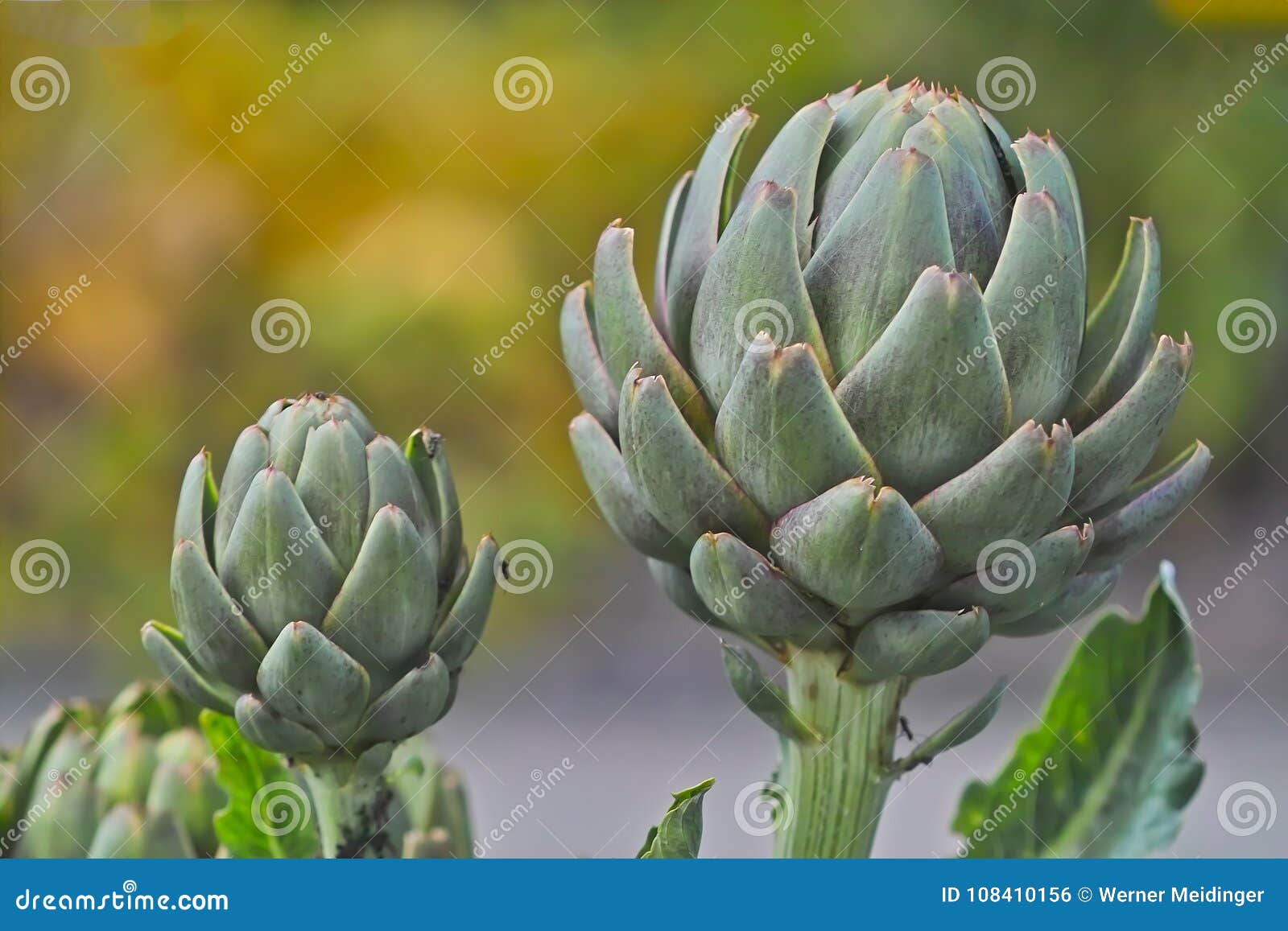 Buds Of Artichokes At Various Stages Of Development Early And Just