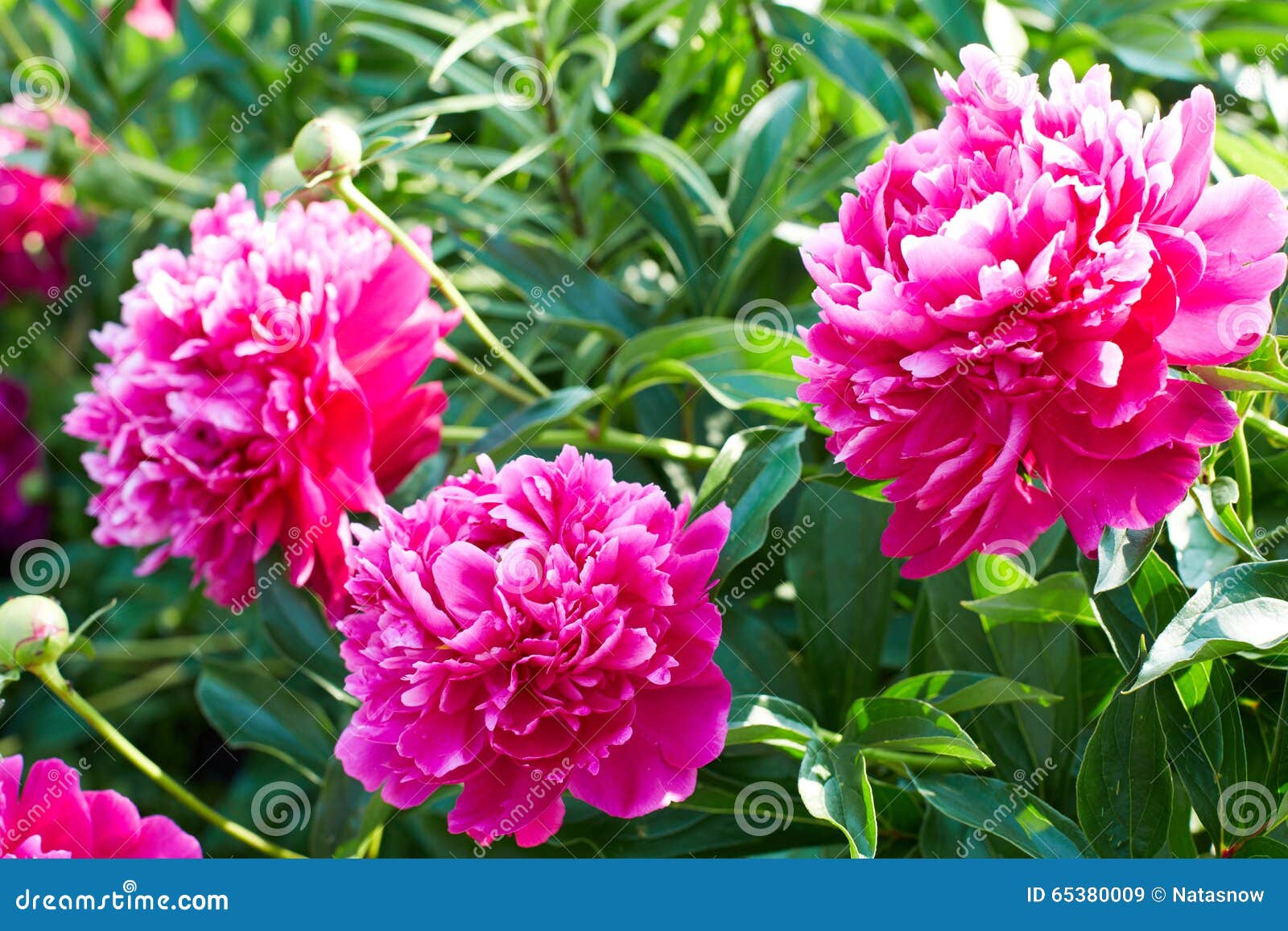 buds bright pink peonies