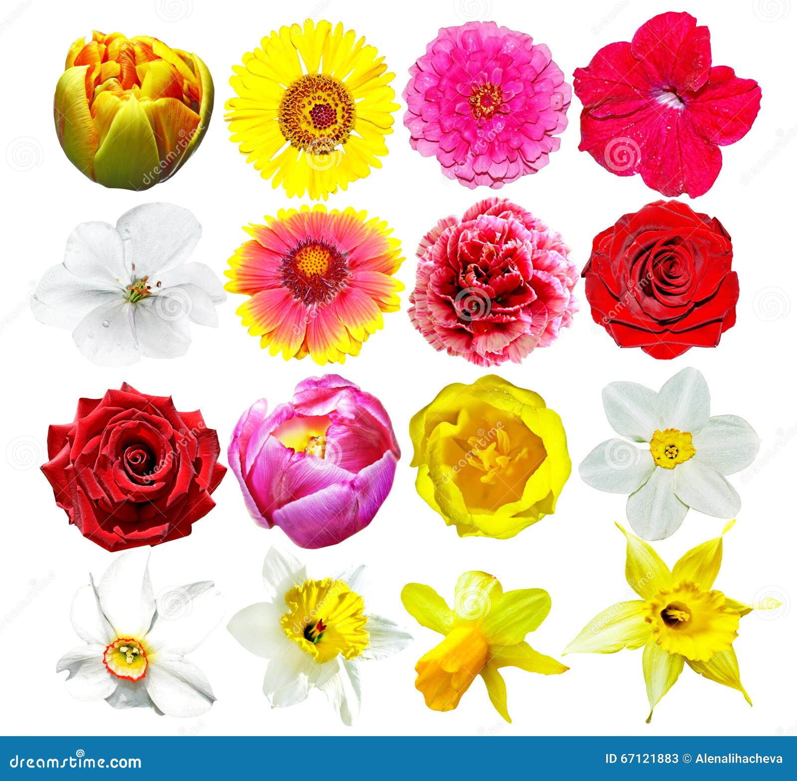 Buds of Colorful Flowers Isolated on White Background. Stock Image ...