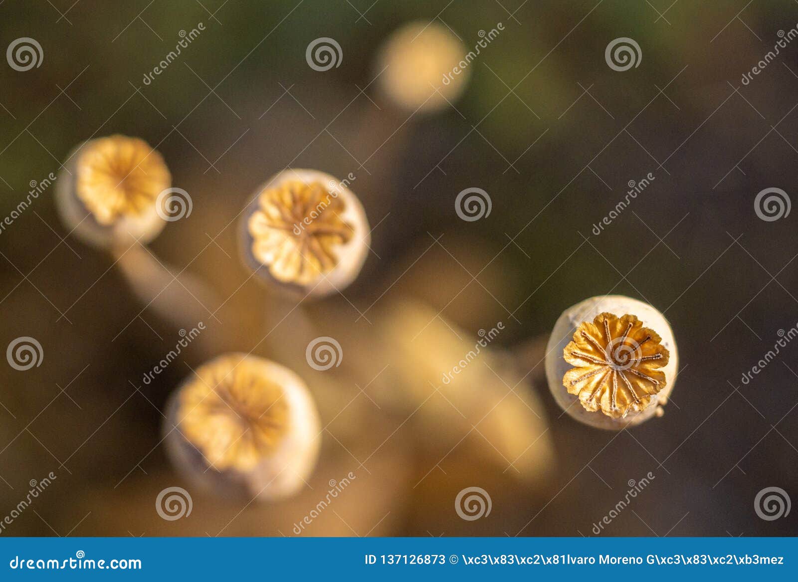 buds of dried flowers in summer