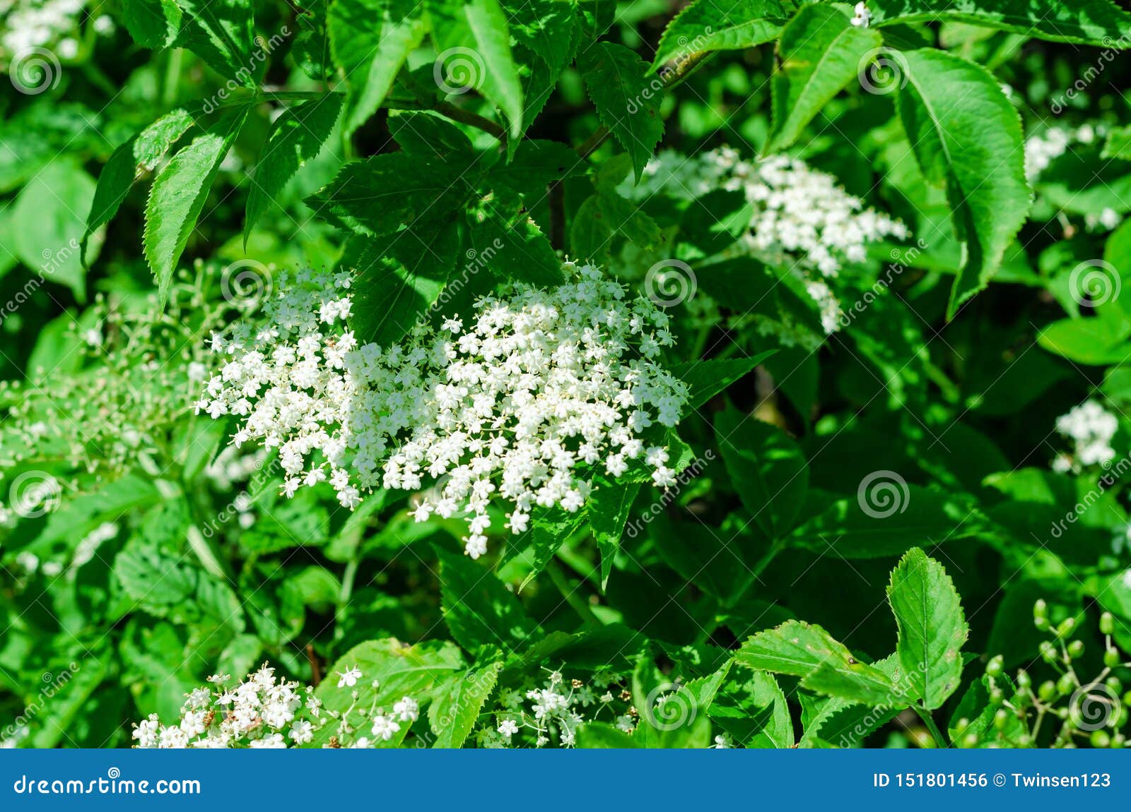 Buds of Elderberry Flowers on a Green Background Stock Photo Image of