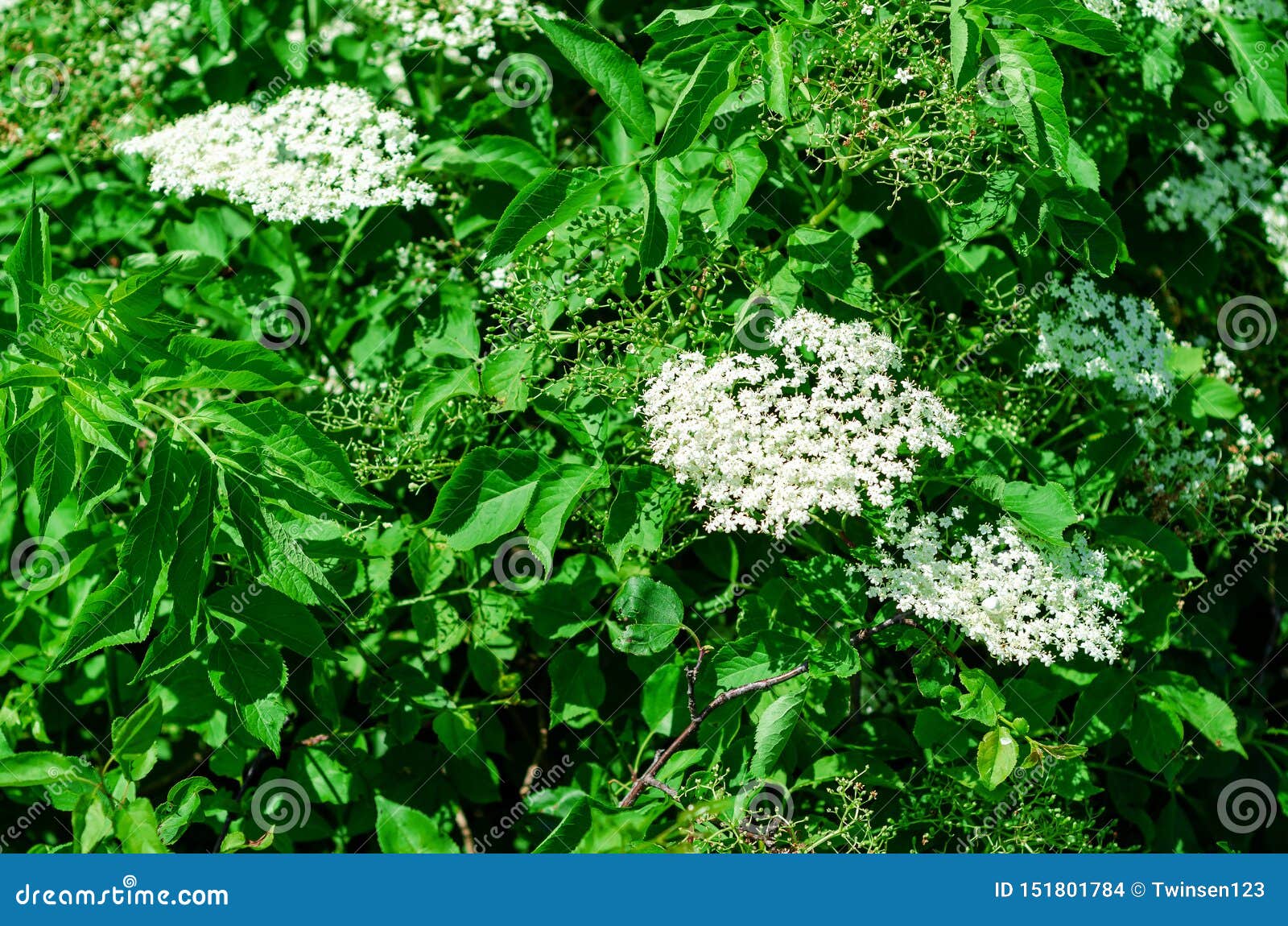 Buds of Elderberry Flowers on a Green Background Stock Photo Image of