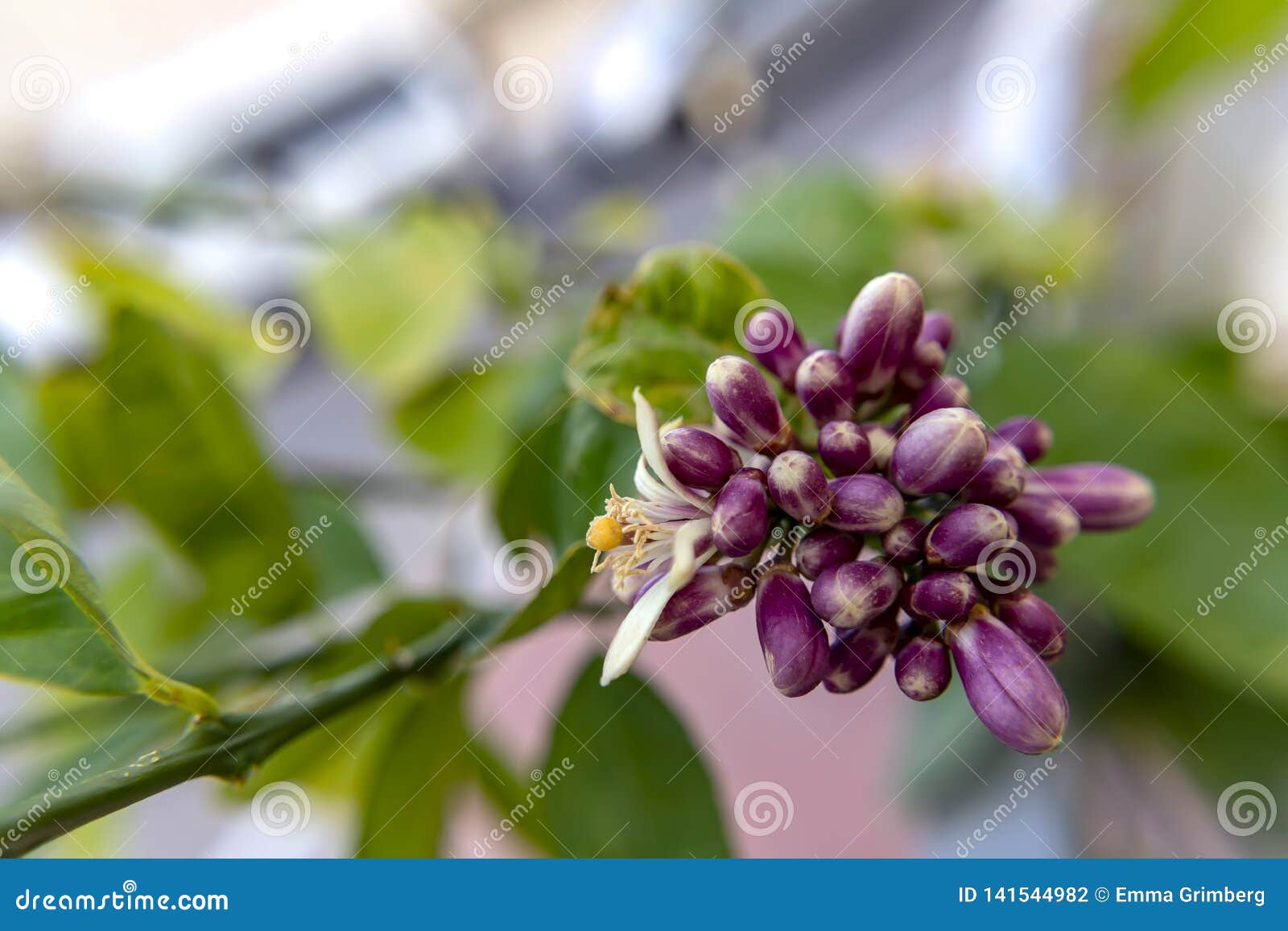 Buds and Flower of Lemon Tree Close Up on Blurred Background Stock