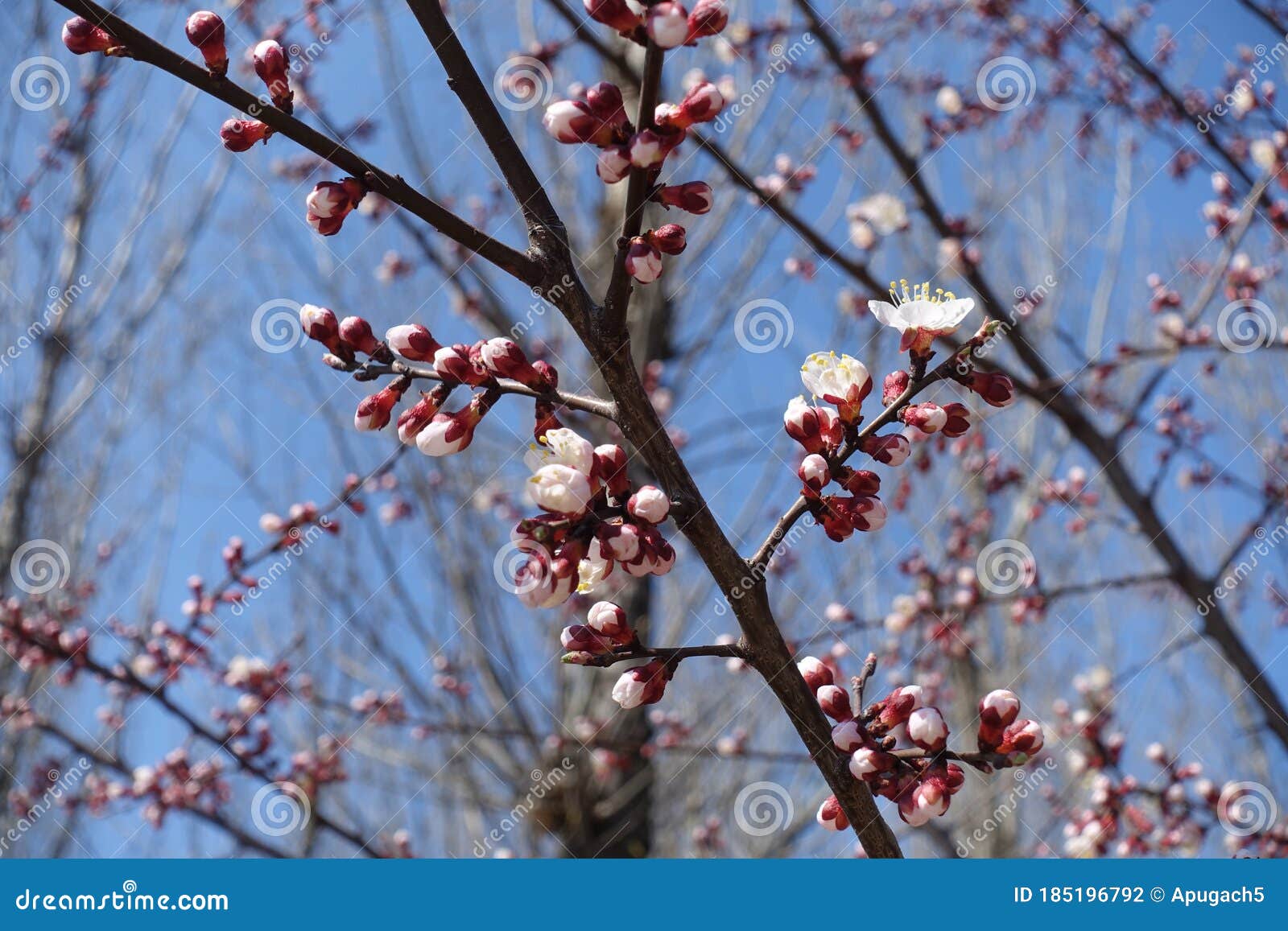 Buds And Flowers Of Apricot Against Blue Sky In April Stock Photo Image Of Perennial Deciduous