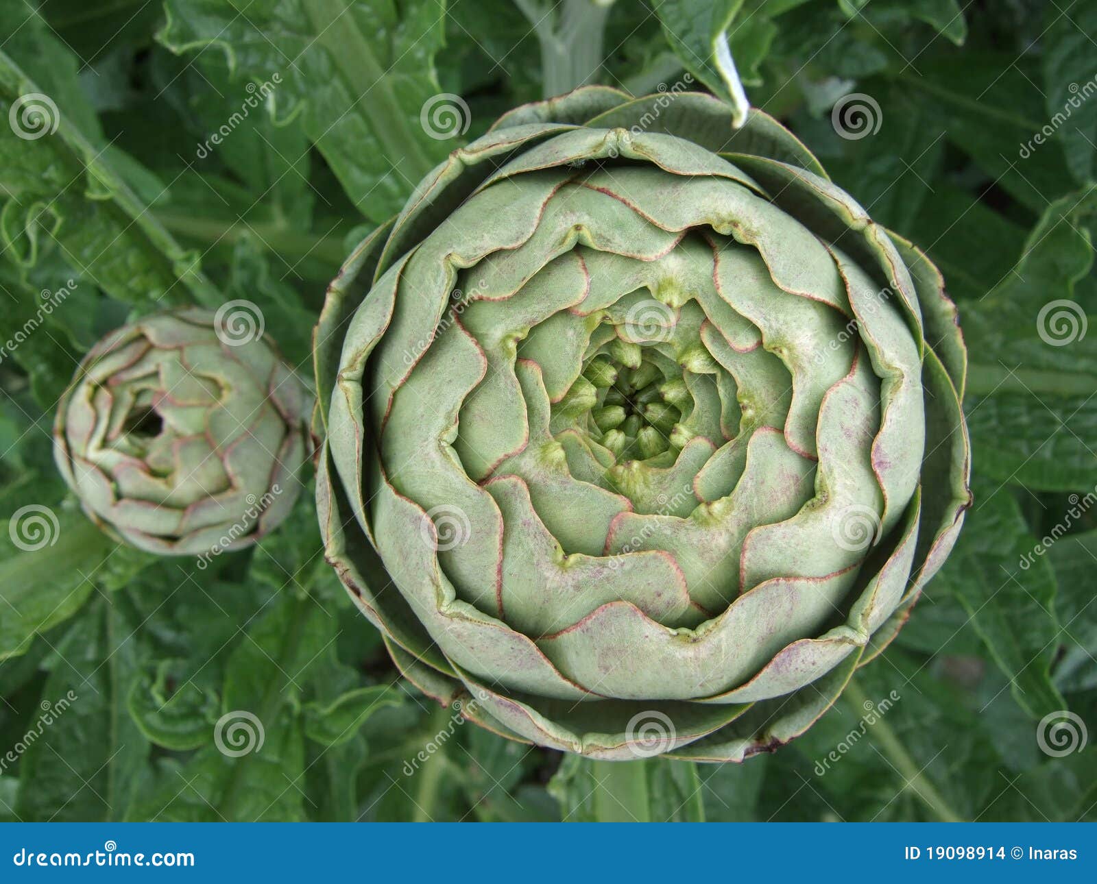 buds of globe artichoke