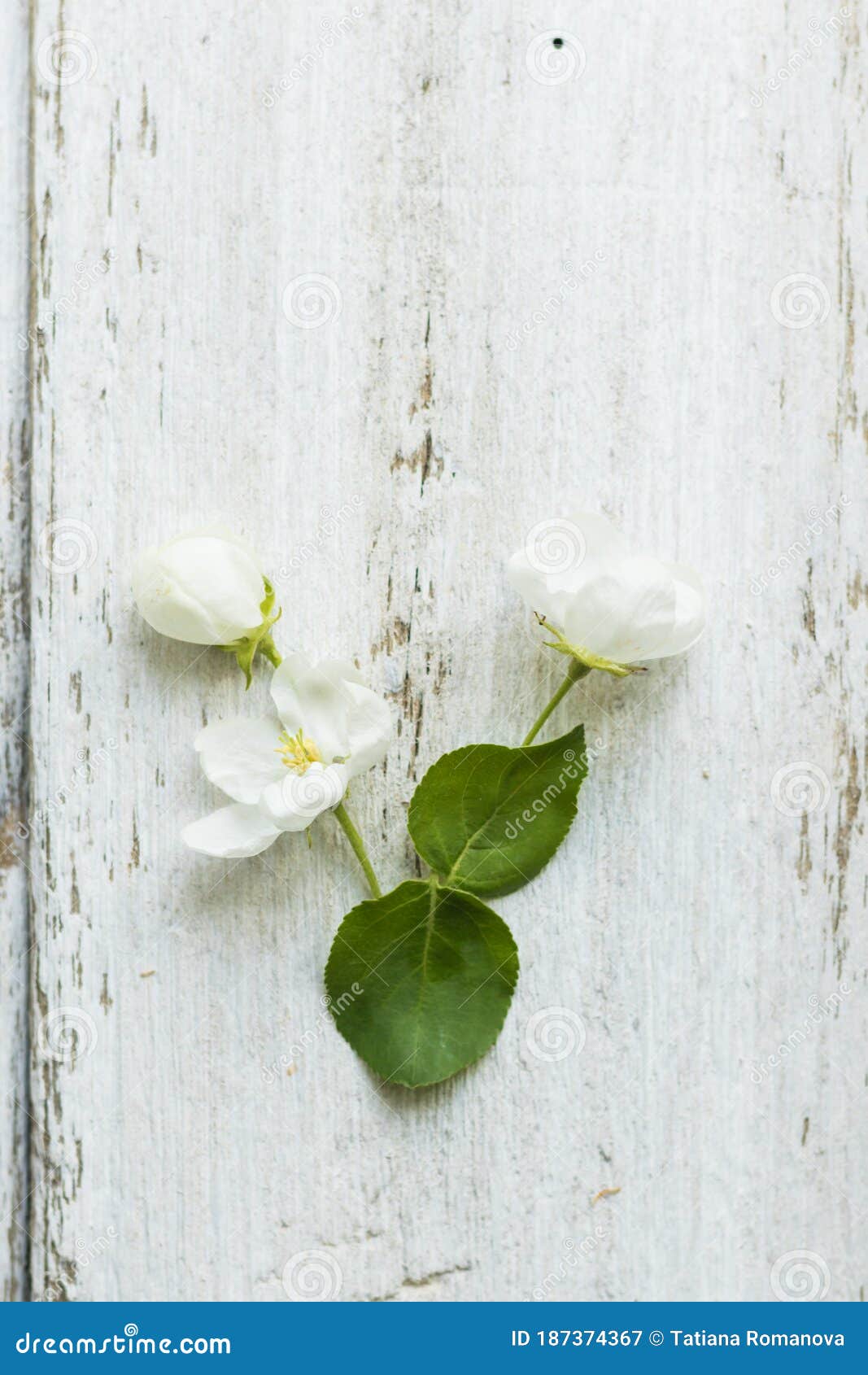 142 Letter V Flower Alphabet Stock Photos - Free & Royalty-Free Stock Photos from Dreamstime 142 Letter V Flower Alphabet Stock Photos - Free & Royalty-Free Stock Photos from Dreamstime