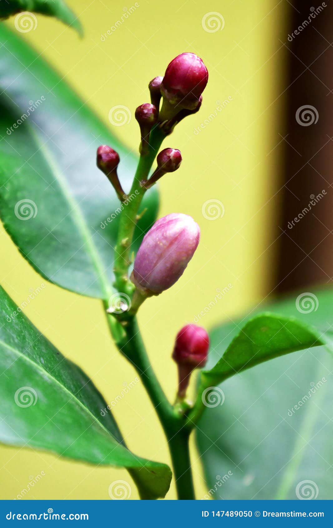 Buds of a lemon tree stock photo. Image of branch, outdoors 147489050