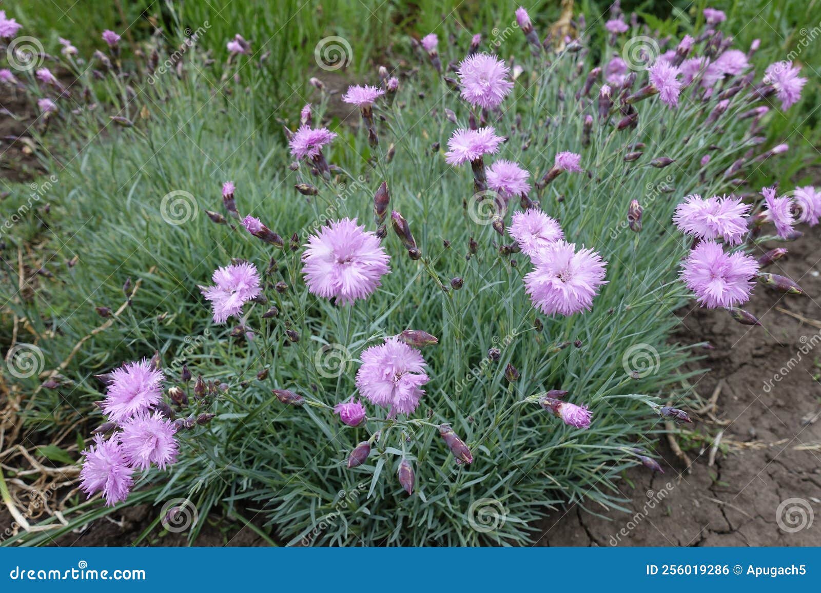Buds and Light Pink Flowers of Polymerous Dianthus Stock Photo Image