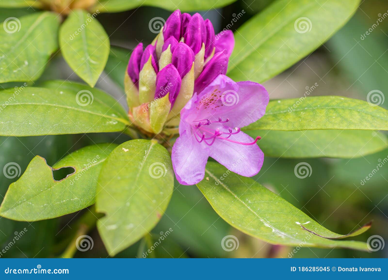 Buds Pink Rhododendron Flowers Closeup on a Summer Day Stock Image