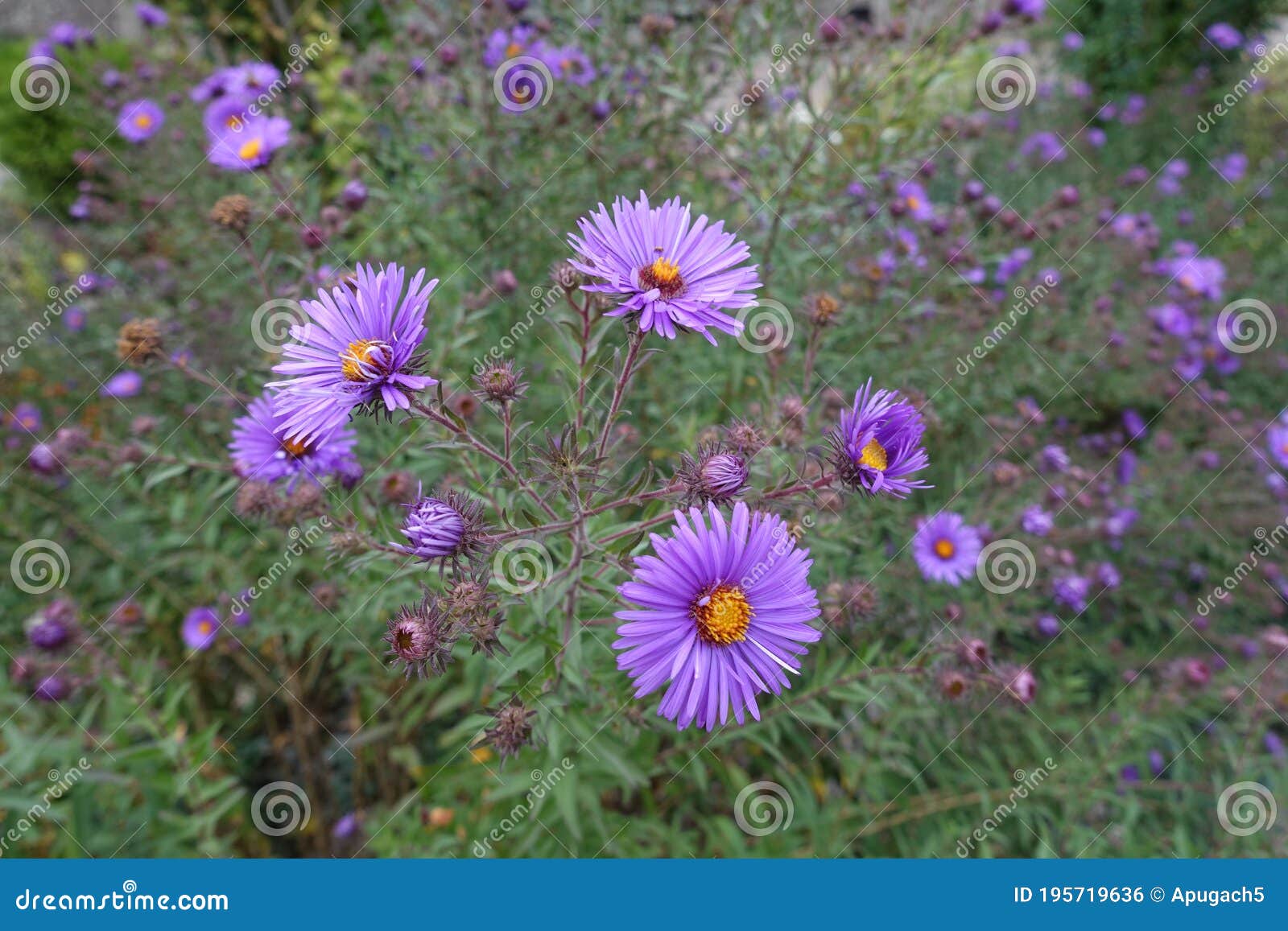 buds and purple flowers of new england aster