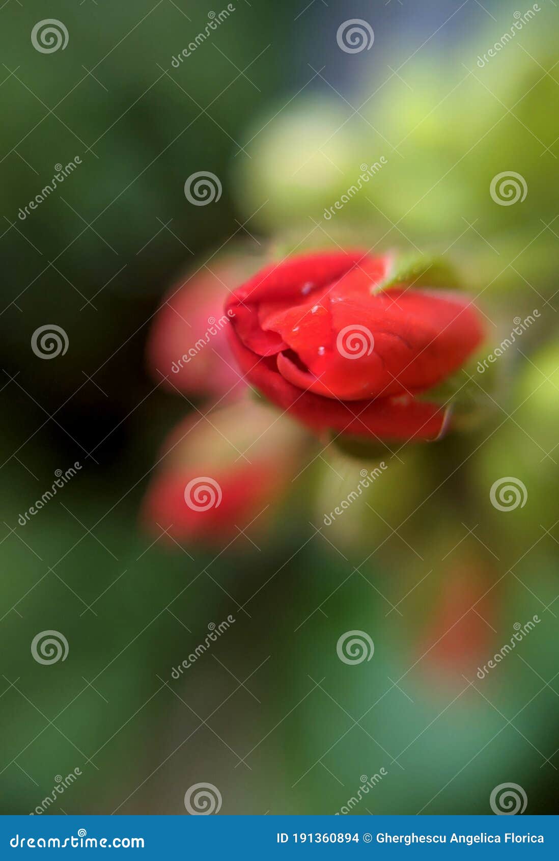 buds of red geranium. macro photograpy