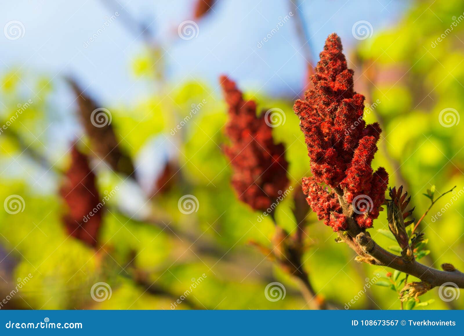 Buds of sumac stock image. Image of sumakh, flowering 108673567