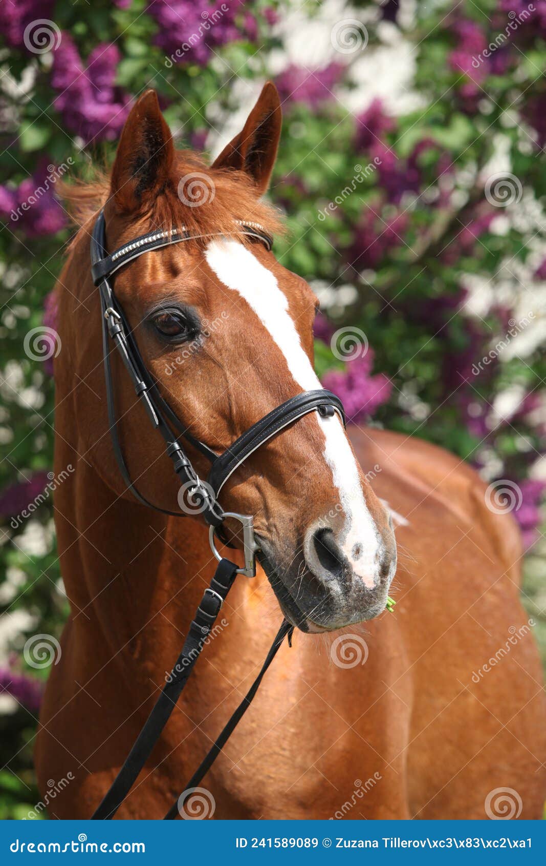 budyonny horse in front of flowering tree