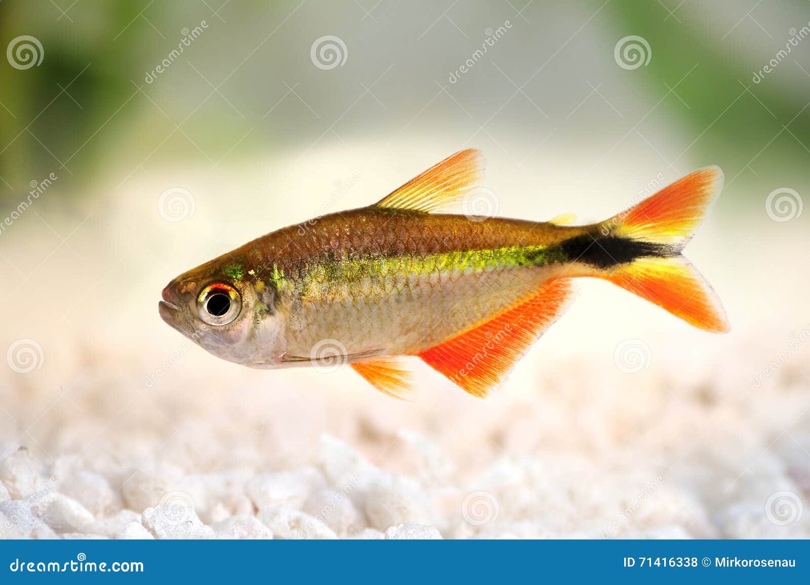 buenos aires tetra hyphessobrycon anisitsi tropical aquarium fish