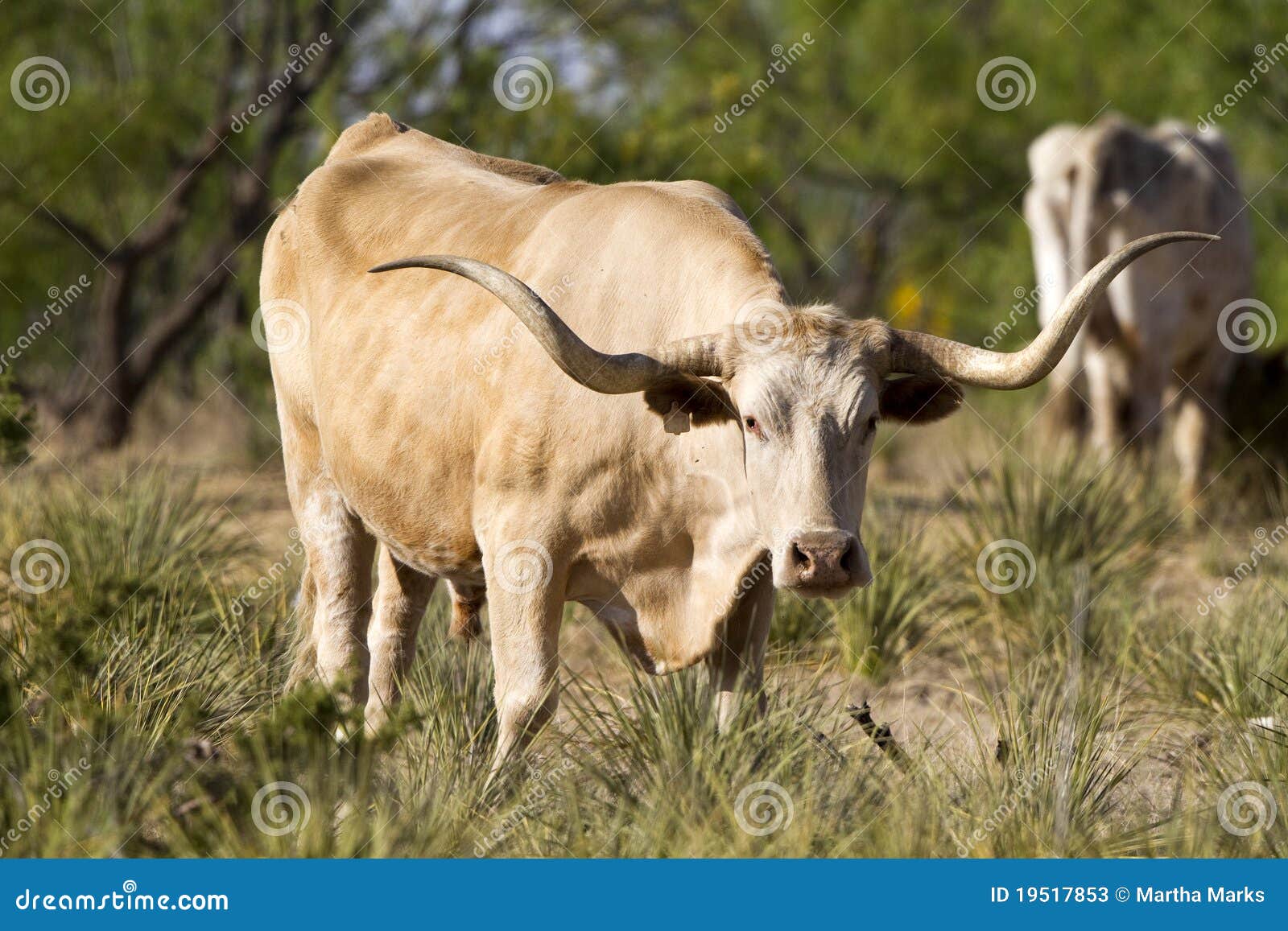 Buey del fonolocalizador de bocinas grandes. Dos fonolocalizadores de bocinas grandes pastan en hierbas de pradera en parque de estado de la barranca del Duro de Palo en la lengua de territorio de Tejas