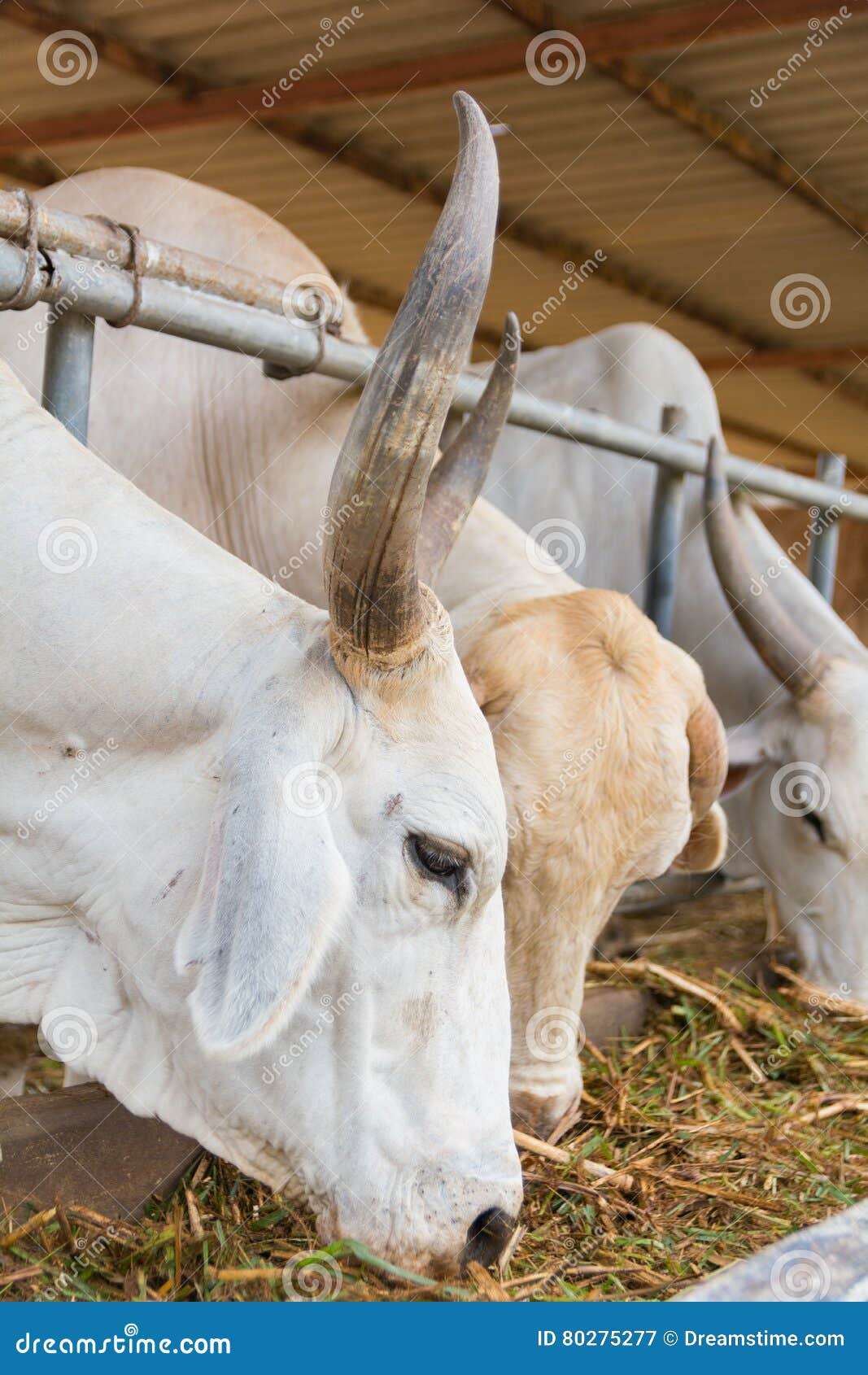 Bueyes en la granja imagen de