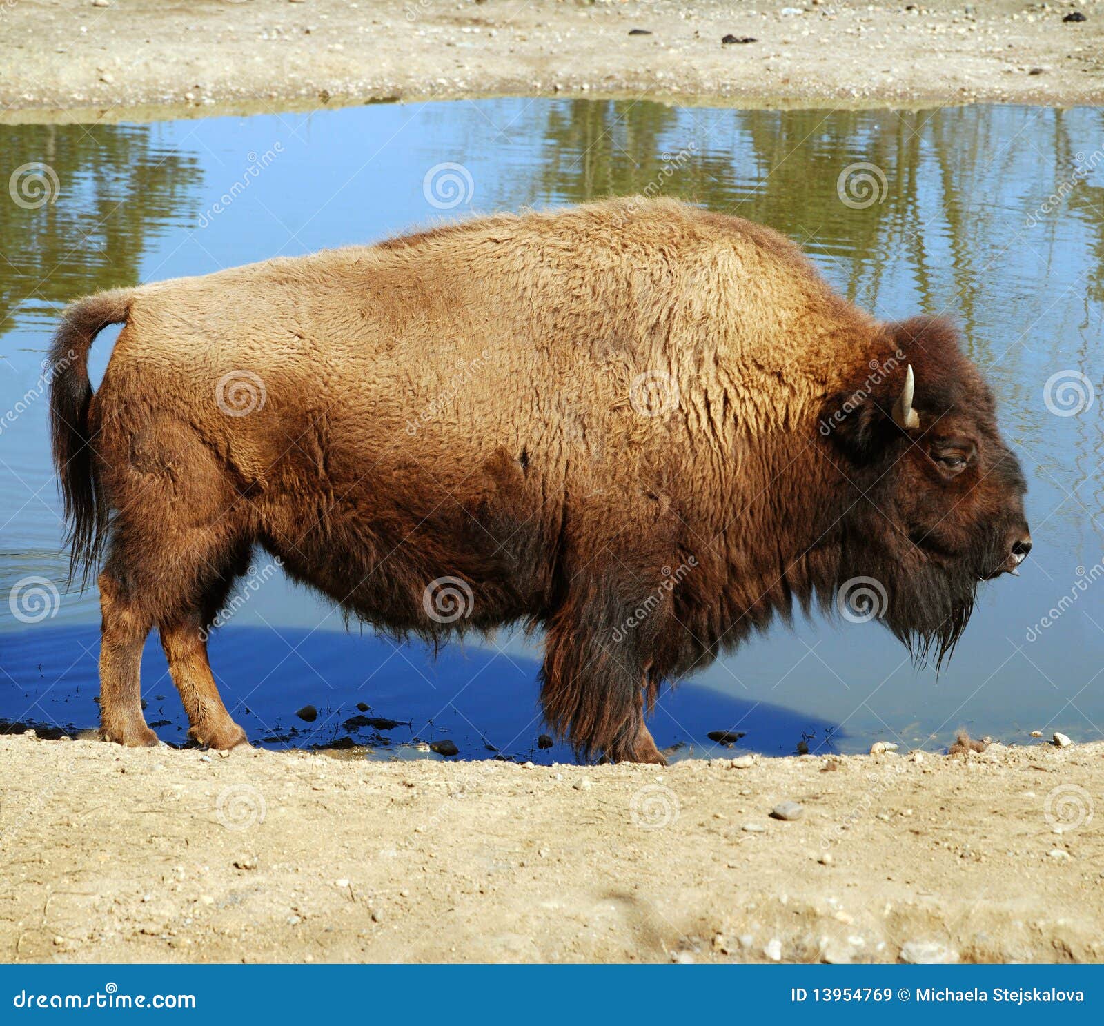 Distintivo Morale Bisonte Americano / Toppa Tattica Ricamata / Made In USA - Italia