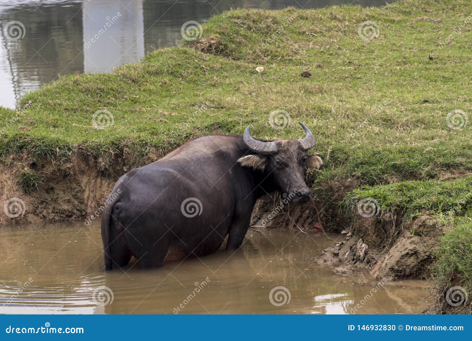 bufalo de agua bubalus bubalis