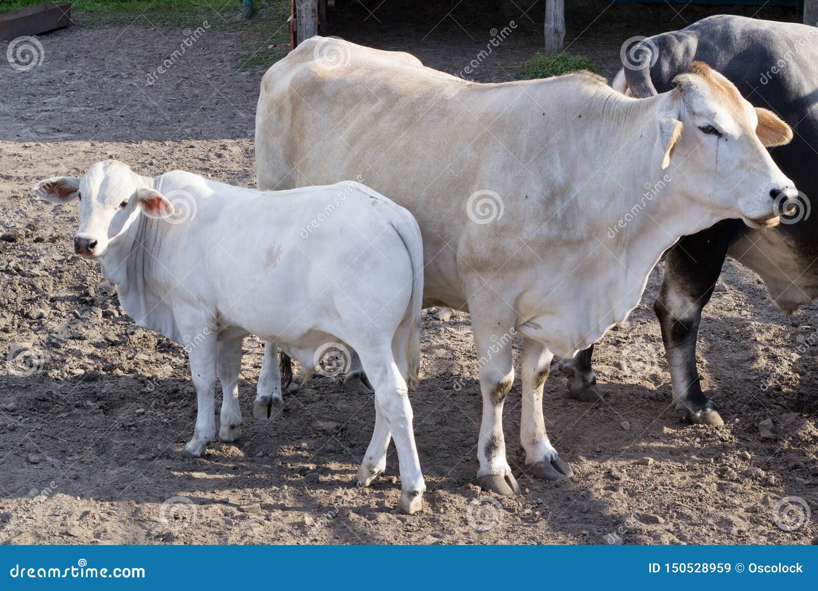 bufalo family of big bull, white cow and cattle standing in zoo aviary yard