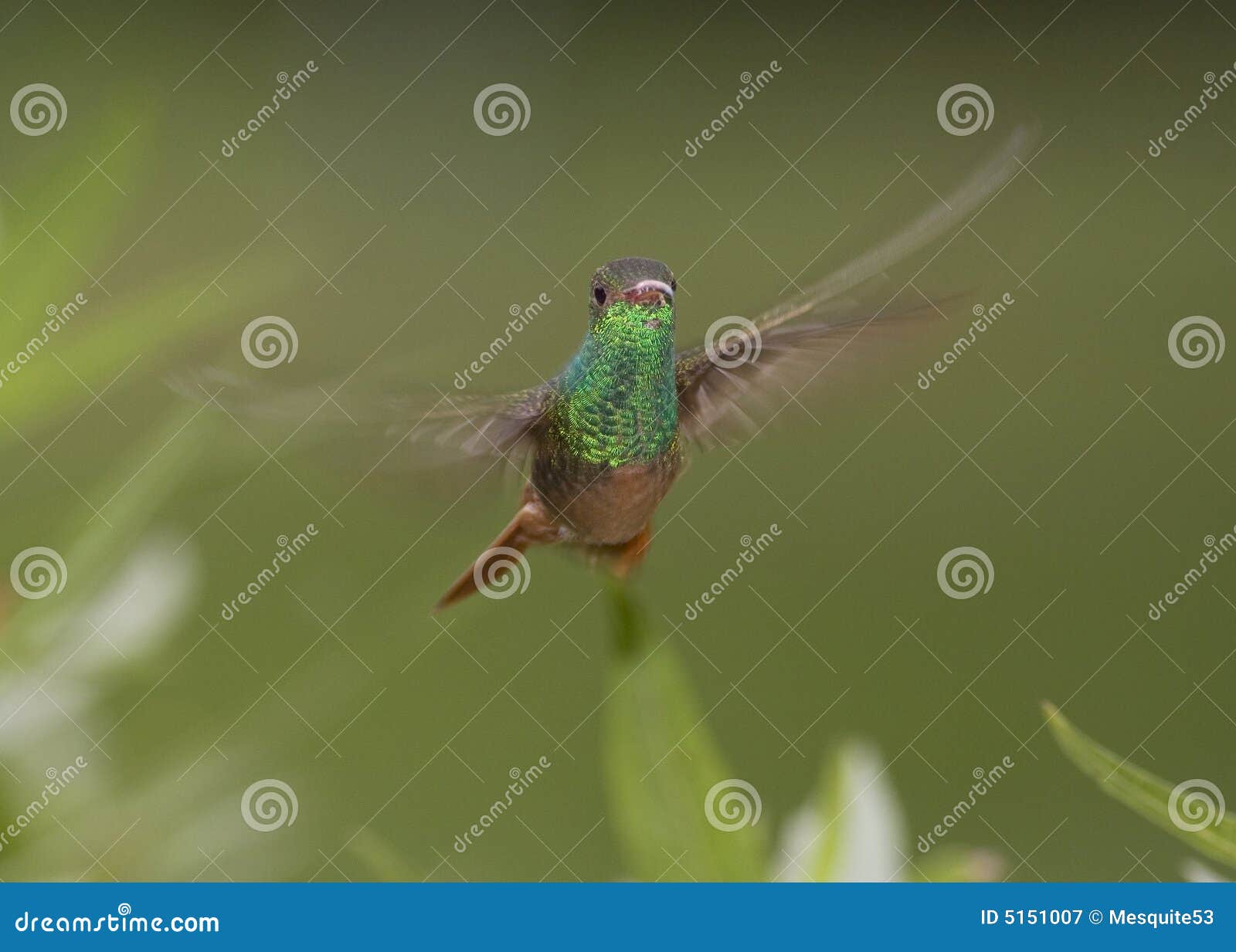 buff-bellied hummingbird flying