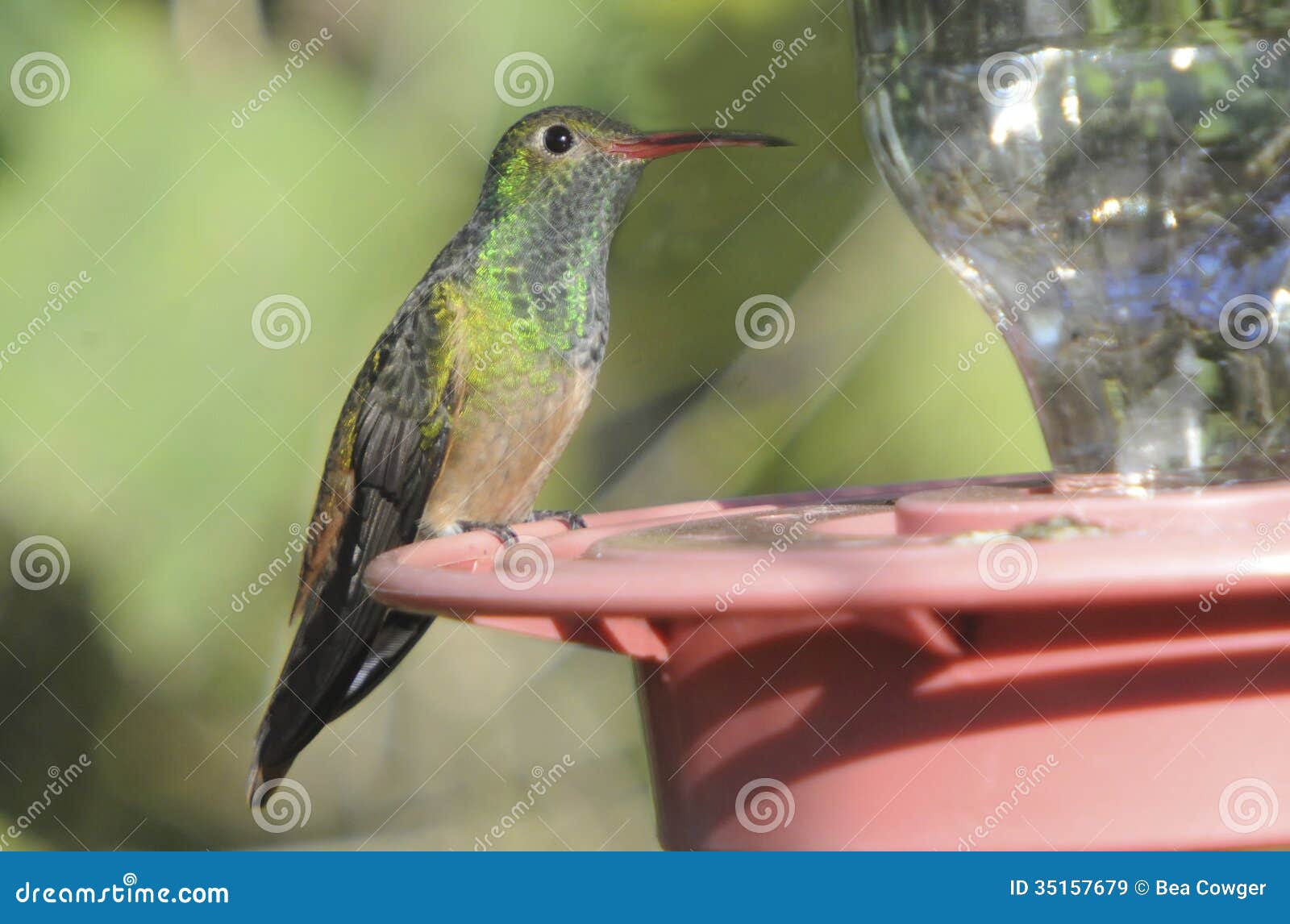 buff-bellied hummingbird perched on feeder