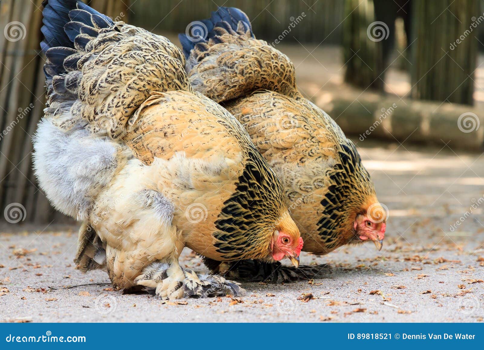 1,182 Chicken Brahma Stock Photos - Free & Royalty-Free Stock