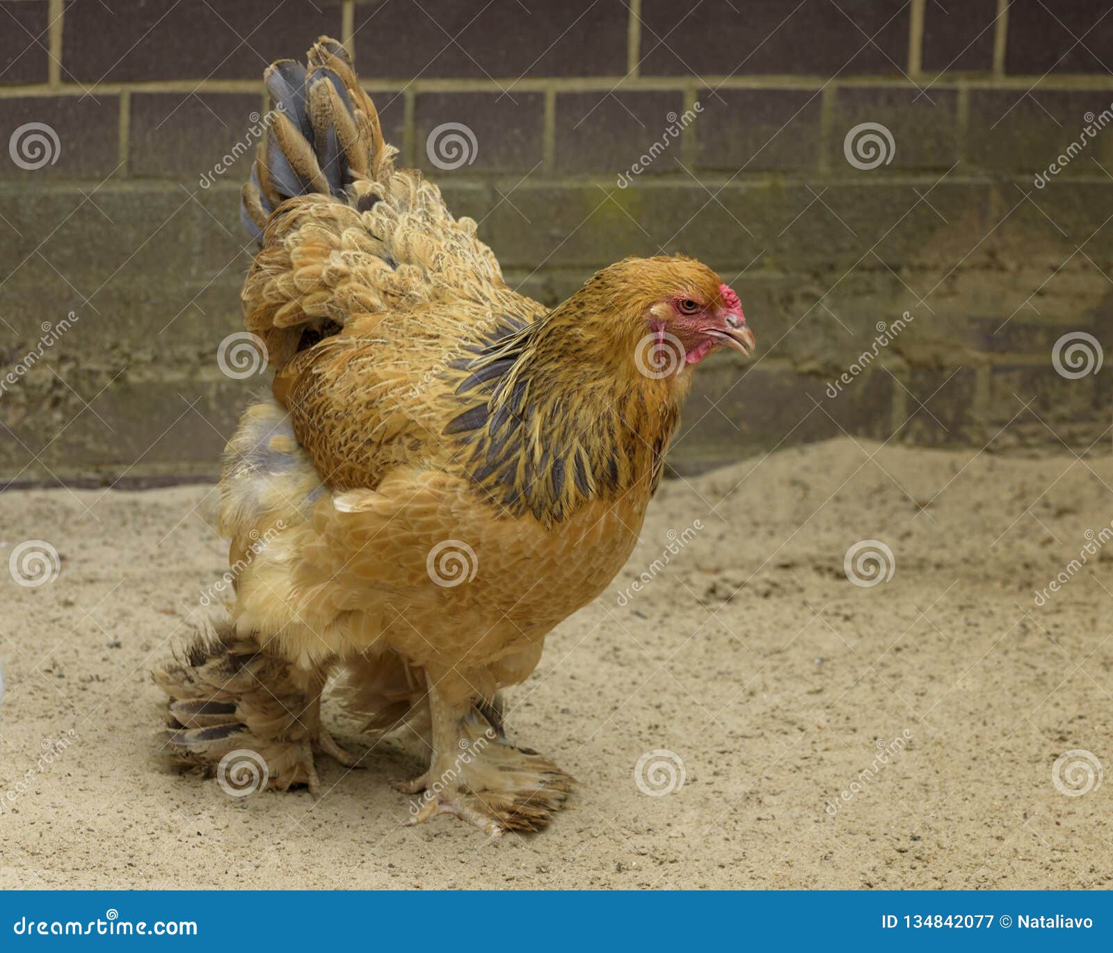 https://thumbs.dreamstime.com/z/buff-brahma-chicken-excessive-multi-colored-plumage-covers-leg-foot-gallus-gallus-domesticus-buff-brahma-chicken-134842077.jpg