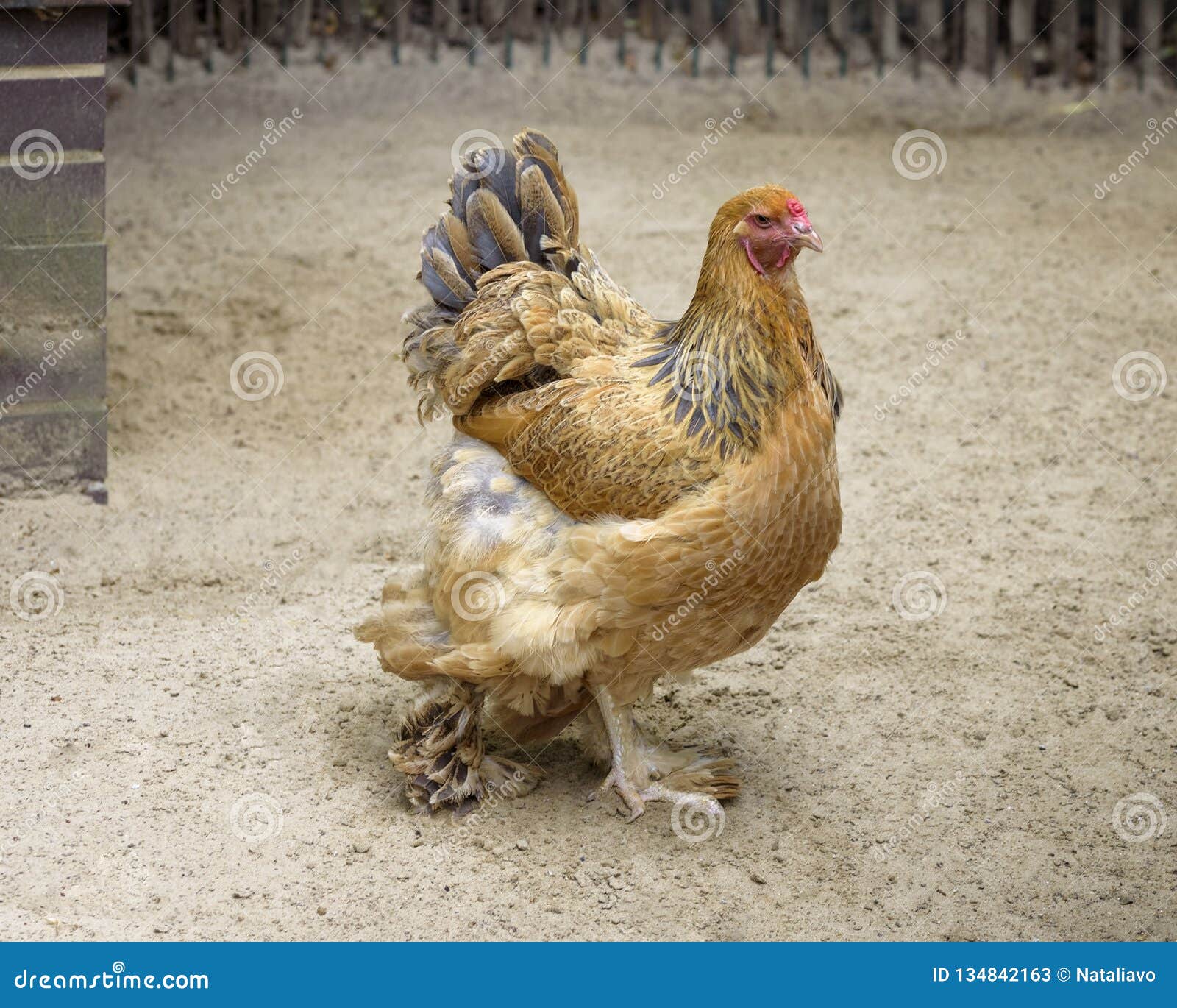 Buff Brahma Chicken with the Excessive Multi-colored Plumage that