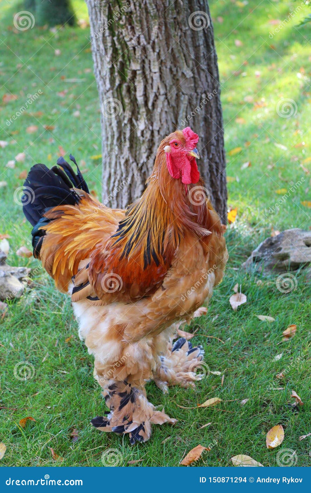 Buff Brahma Stands on the Grass Stock Photo - Image of bantam, colorful:  150871294