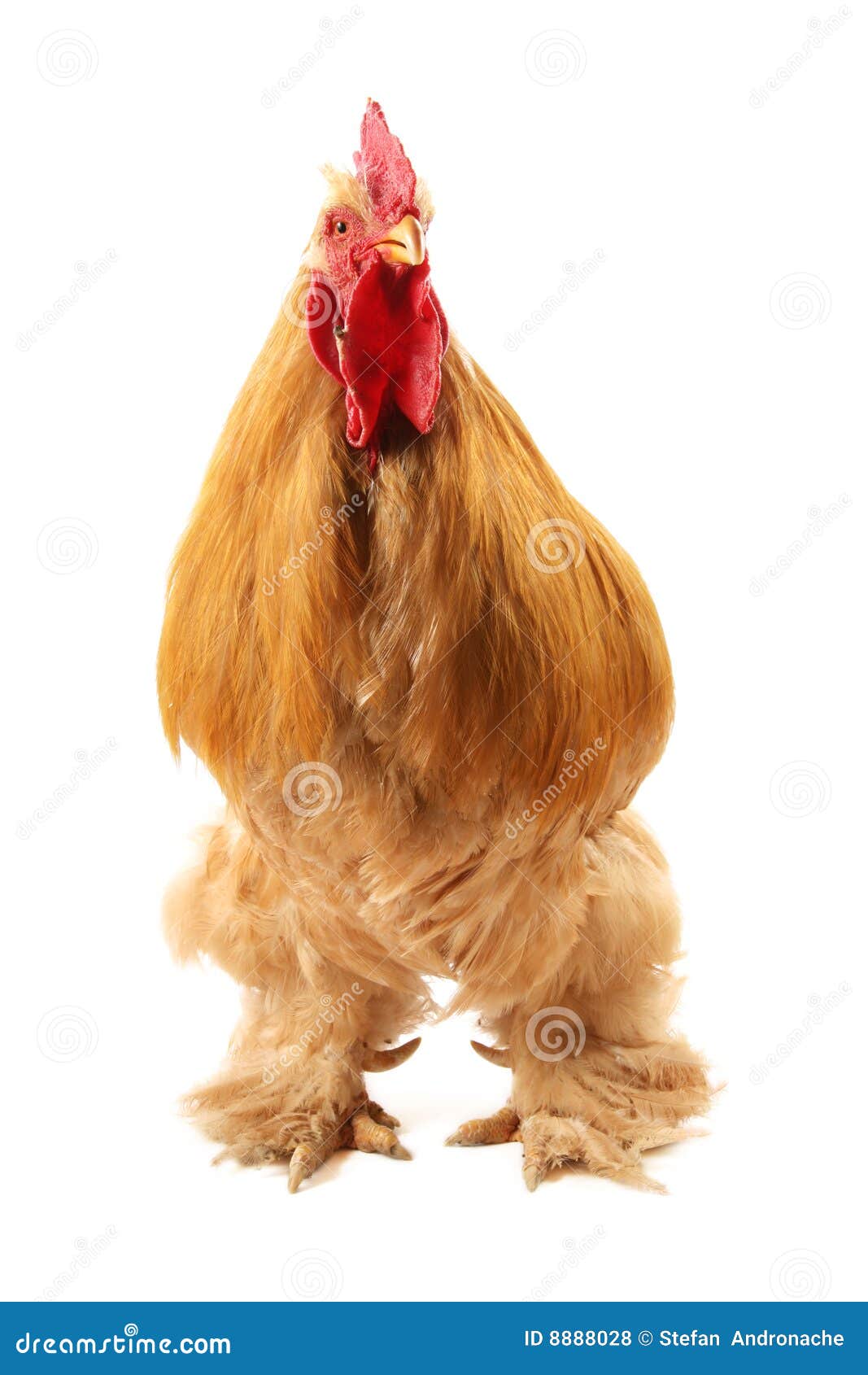 buff cochin rooster