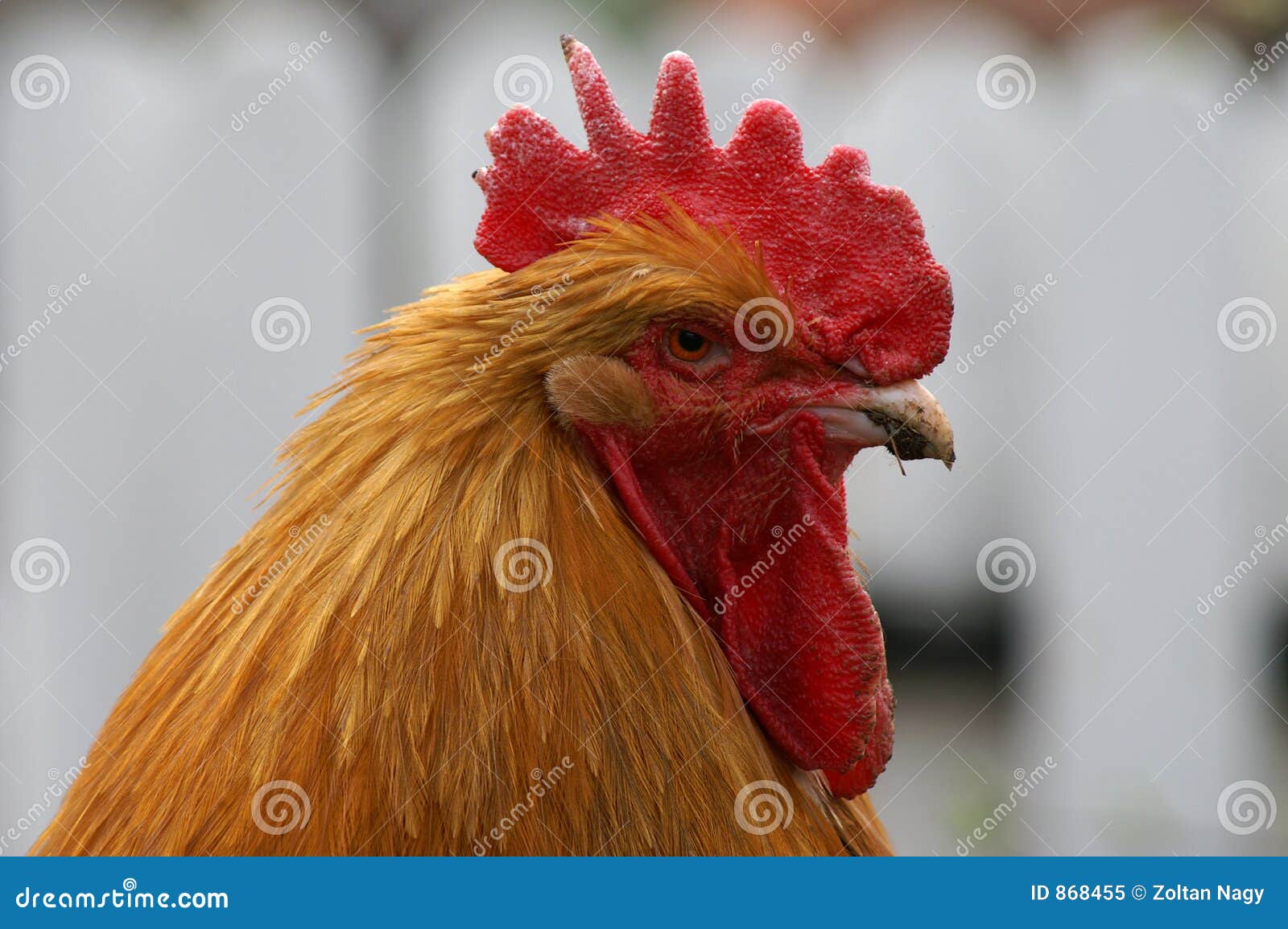 buff orpington