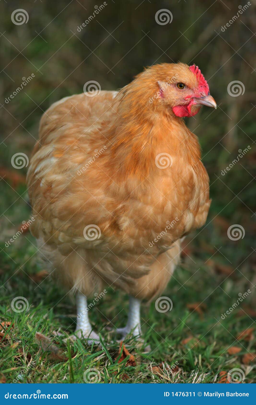 buff orpington chicken