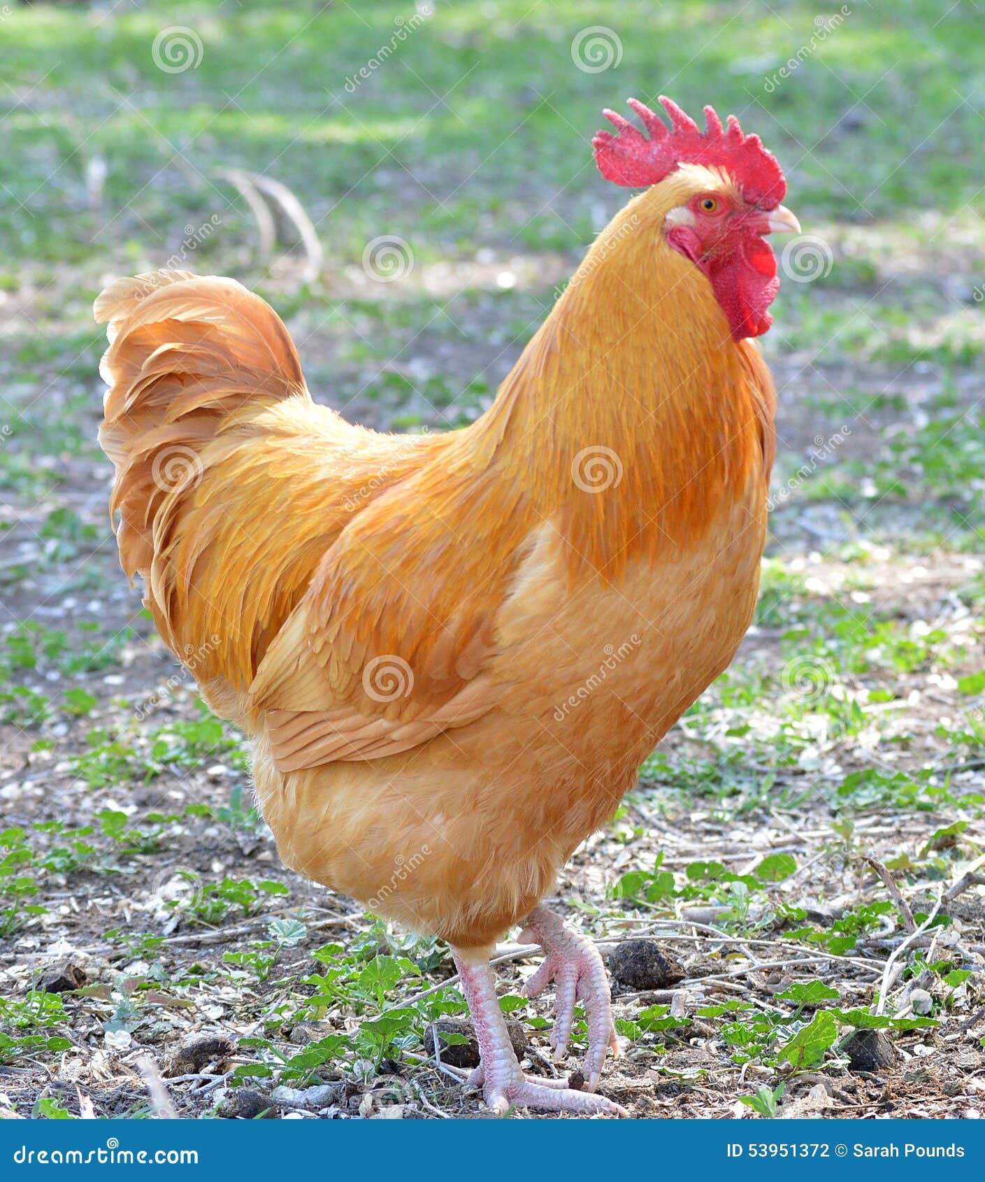 buff orpington rooster chicken
