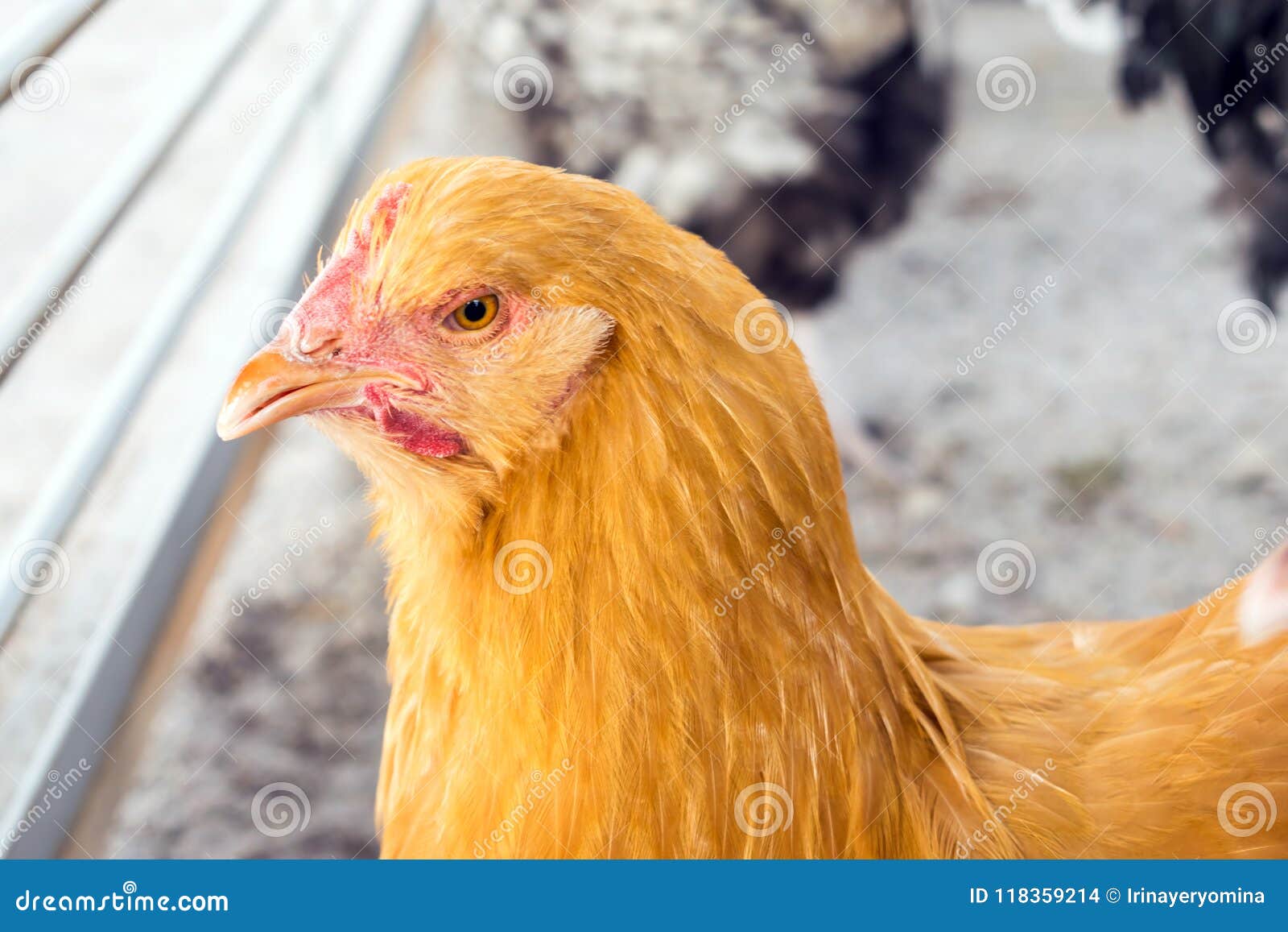 Курица желтого цвета. Золотая курица. Порода курей золотистый жёлтые. Курица с золотыми яйцами.