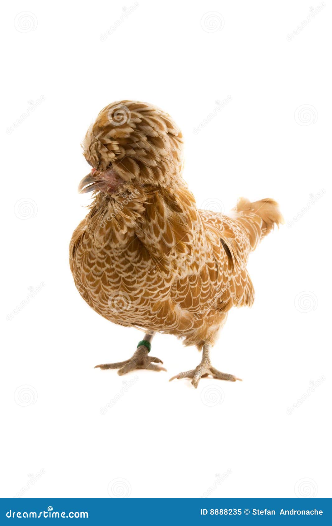 buff polish crested hen