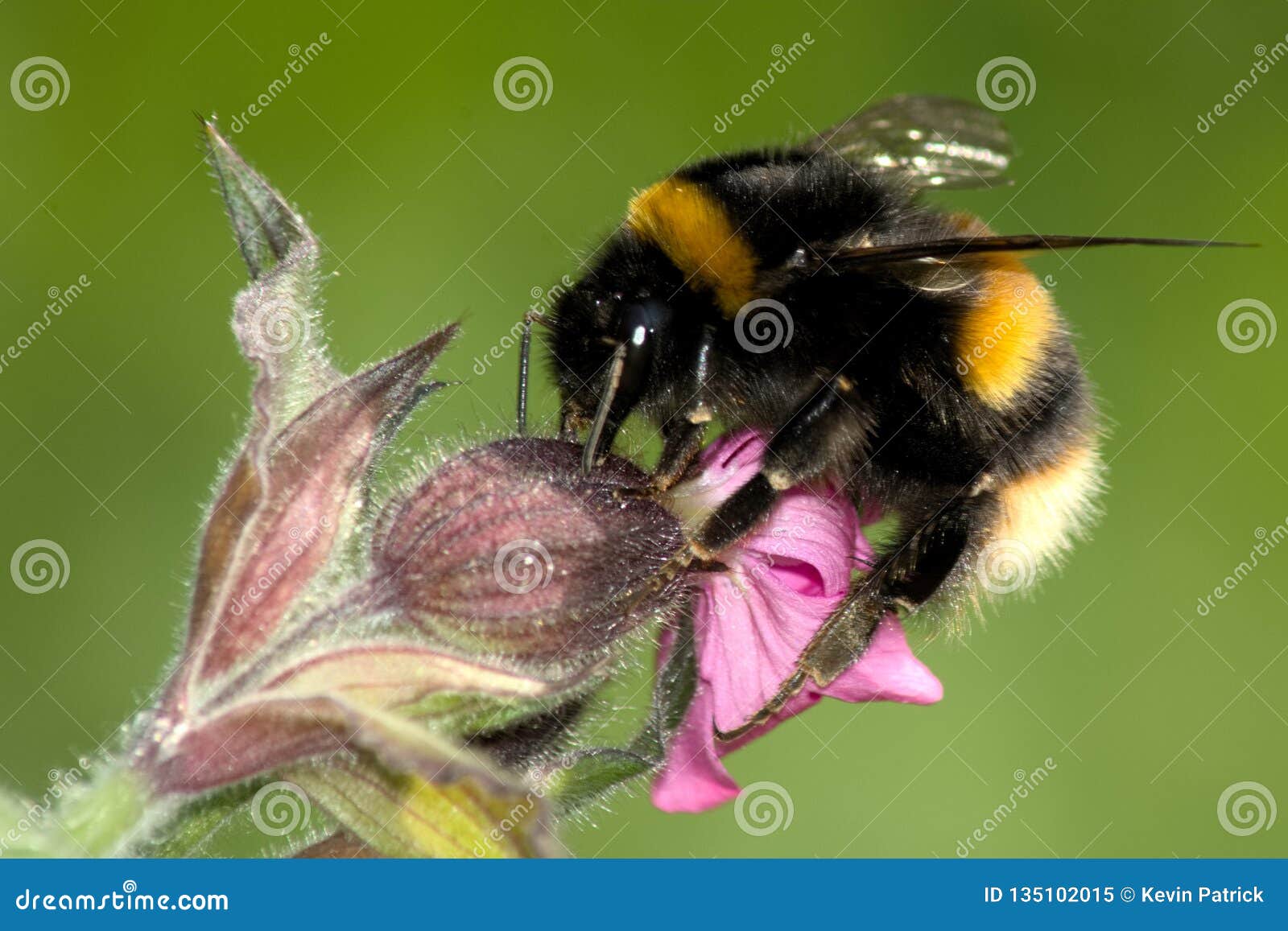 a buff tailed bumble bee - bombus terrestis on red