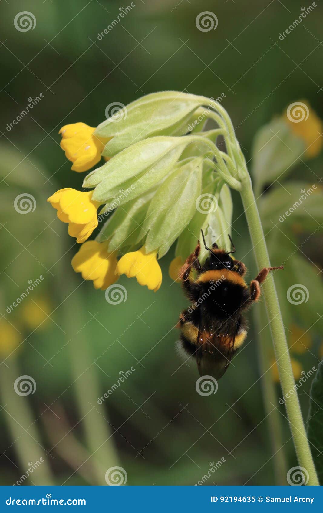 Buff Tailed Bumblebee Pollinate Primrose Flower in Spring Stock Image