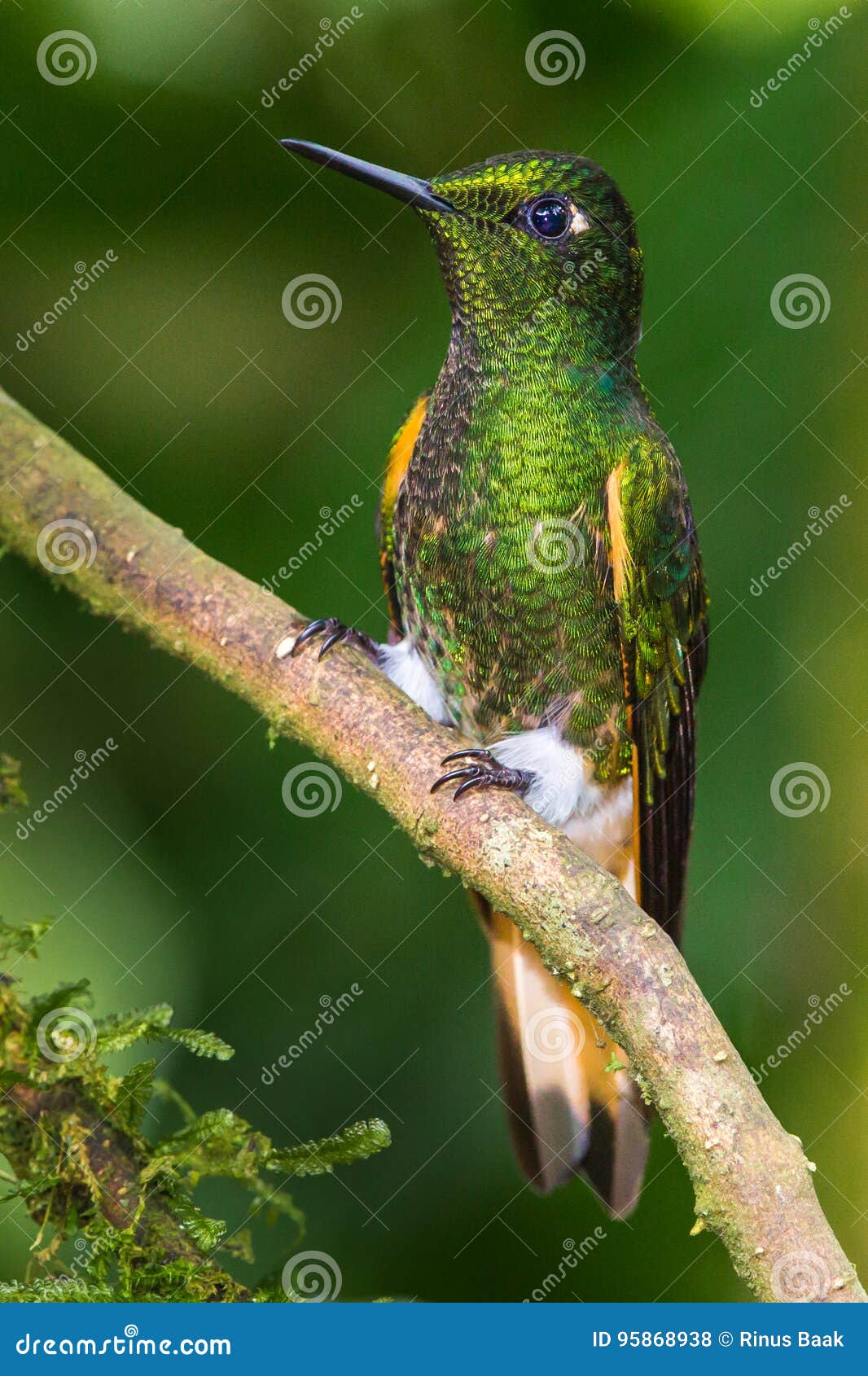 Buff Tailed foto de archivo. Imagen de coronaria 95868938