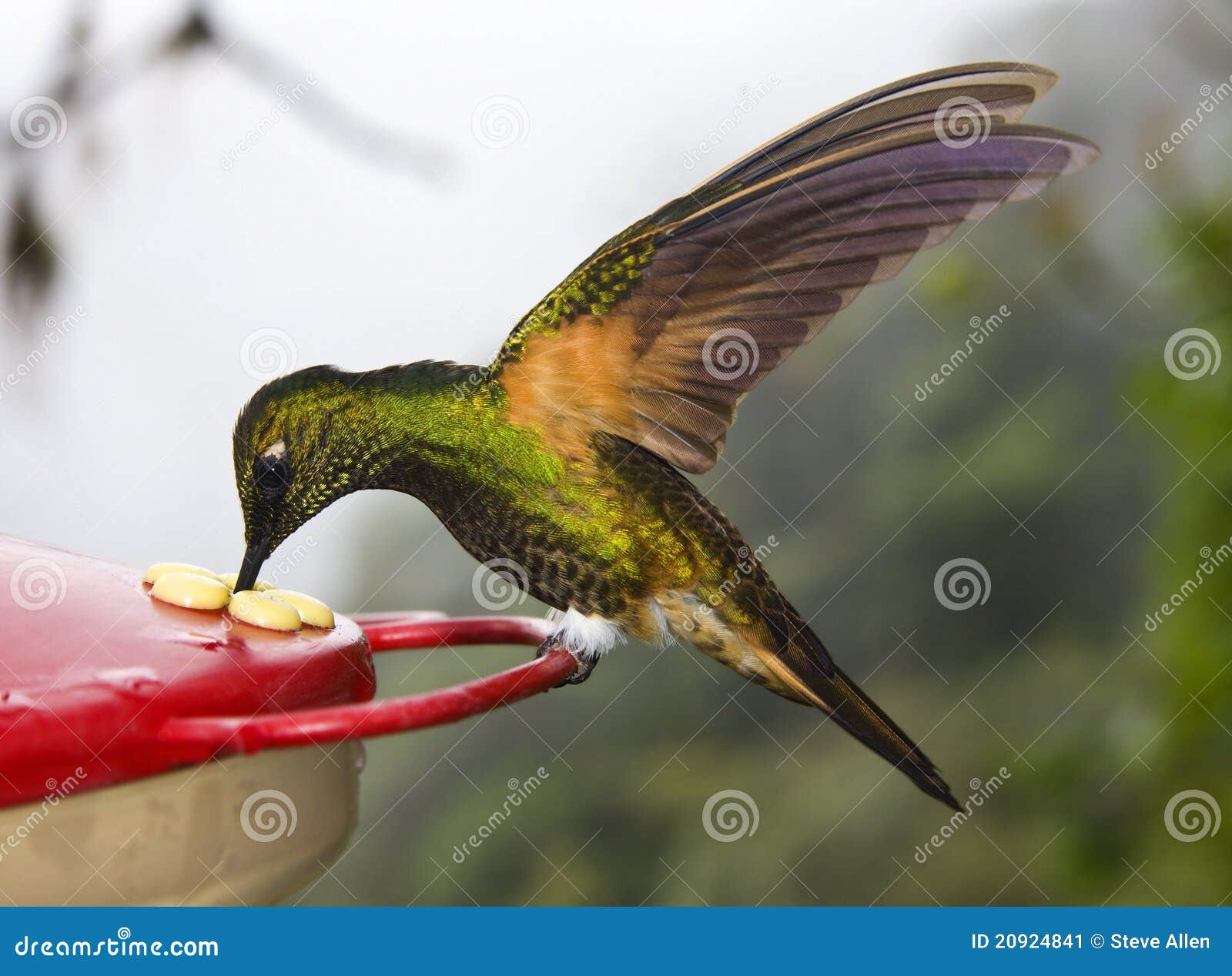 buff-tailed coronet hummingbird - ecuador