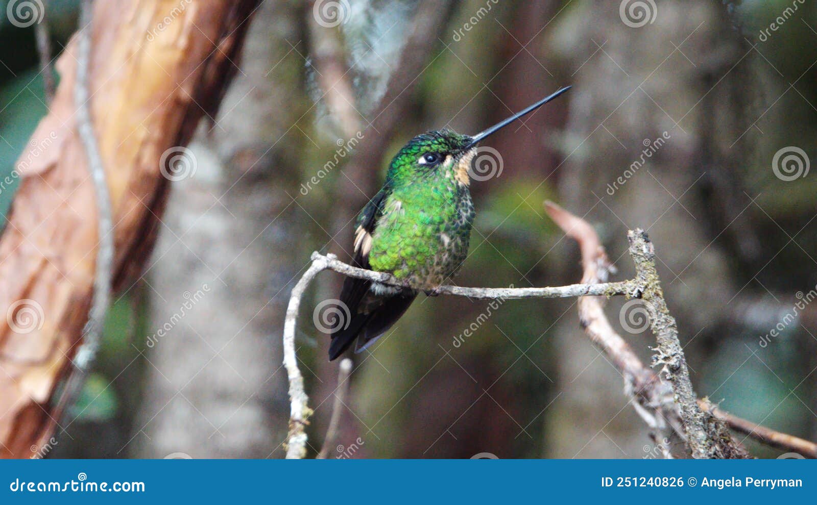 buff-winged starfrontlet hummingbird