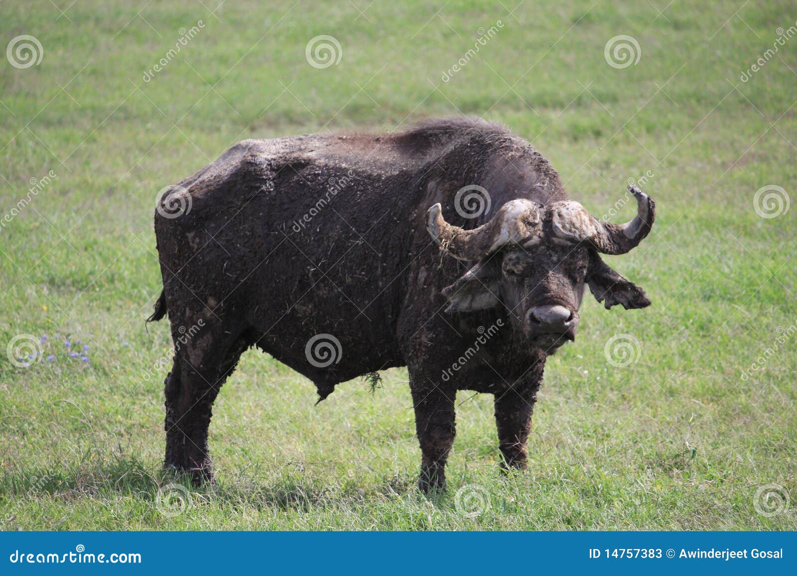 Buffalo stock image Image of kenya staring wild wildlife 14757383