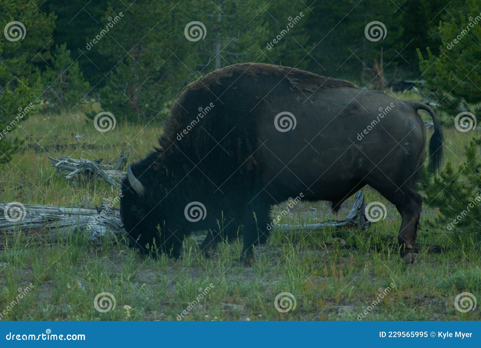 Buffalo Eating Grass Stock Image Image Of Eating Bull 229565995 buffalo-eating-grass-stock-image-image-of-eating-bull-229565995
