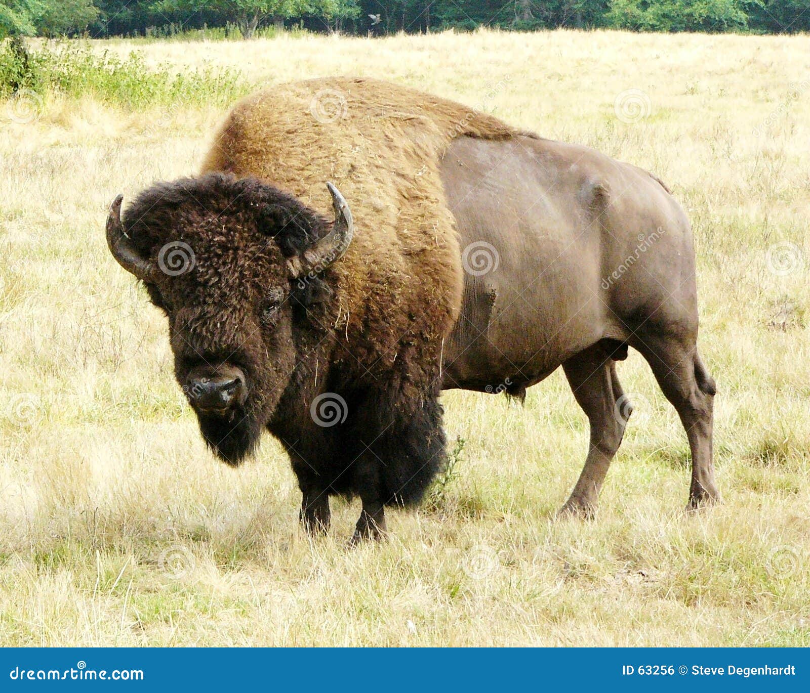 Buffalo Hunting Stock Illustration - Download Image Now